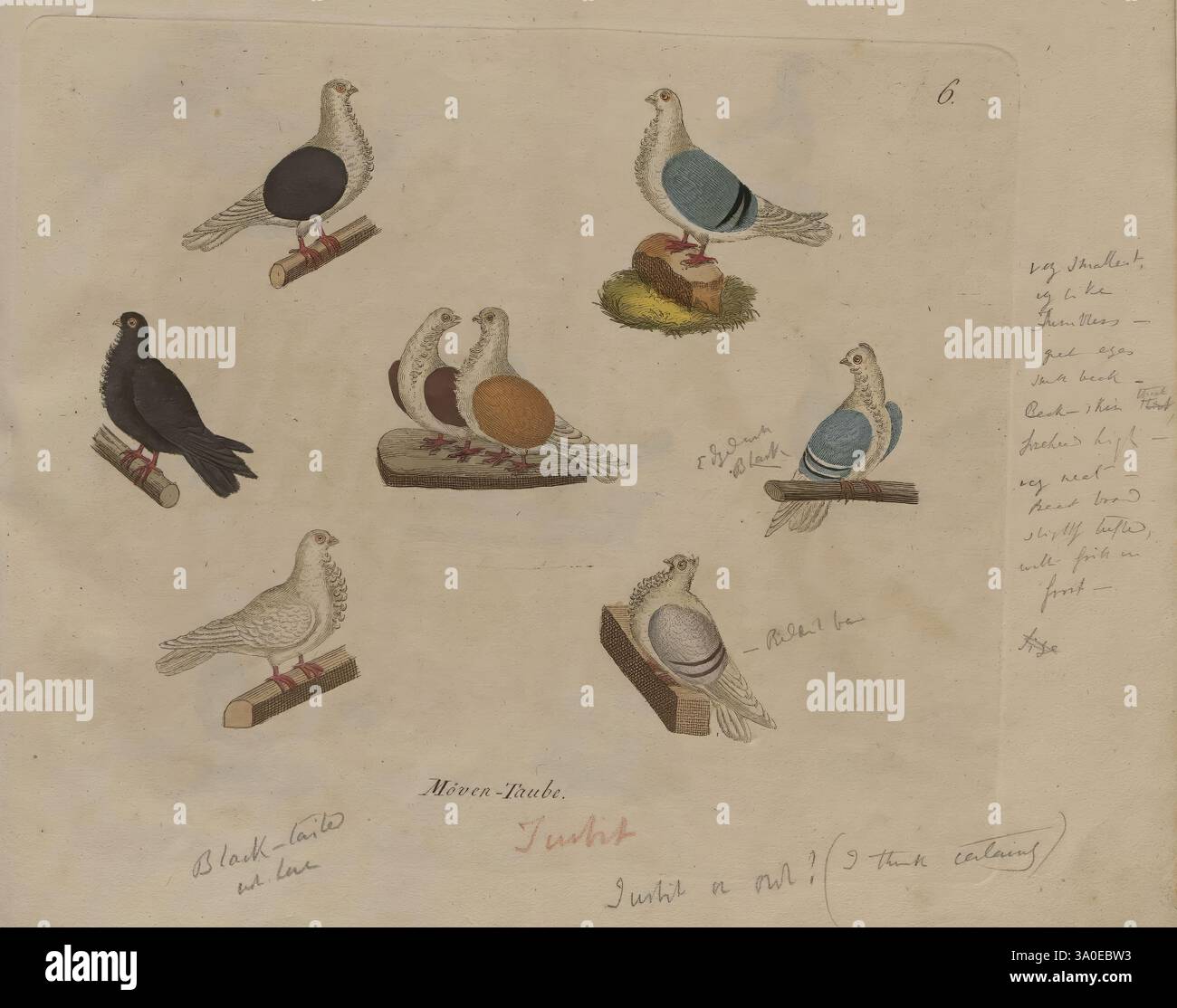 Das Ganze der Taubenzucht Weimar B. F. Voigt, 1837 Bildwerke, Tauben, Ornithologie, Vögel, Gottlob Neumeister, Autor, Eine Sammlung von kunstvoll illustrierten Vögeln, die verschiedene Arten und ihre besonderen Merkmale darstellen. Die Komposition besteht aus zwei Paaren von Tauben, die jeweils mit leuchtenden Farben auf ihren Körpern dargestellt sind und auf hölzernen Barschen sitzen. Außerdem ist ein einsamer schwarzer Vogel sichtbar positioniert, der sein Gefieder zeigt. Es gibt auch Darstellungen von Vögeln mit bunt gemusterten Eiern, eingebettet in ein kleines Nest. Das Bildmaterial wird von handschriftlichen Notizen begleitet, die indiziert sind Stockfoto