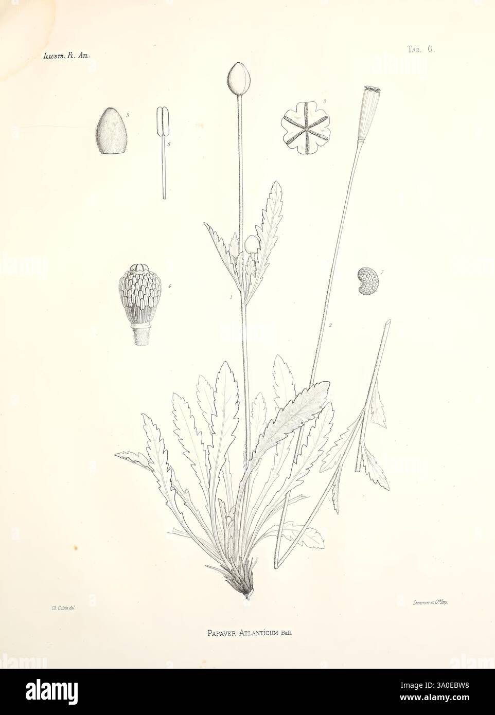 Illustrationes Florae Atlanticae, Parisiis, e Reipublicae Typographeo, 1882-97, Afrika, Botanik, diese Illustration zeigt die Pflanze Papaver Atlanticum, die verschiedene Stufen und Teile der Pflanze zeigt. Gezeigt werden die ganze Pflanze mit ihrem langen Stamm und ihren markanten Blättern an der Basis, zusammen mit den beschrifteten Darstellungen ihrer Blütenknospen, Samen und Kapseln. Die Details erfassen die komplizierte Struktur der Blätter und Blütenbestandteile und betonen die für die Identifizierung und Untersuchung wesentlichen botanischen Merkmale. Jeder beschriftete Abschnitt hebt wichtige Aspekte der Anatomie der Pflanze hervor. Stockfoto