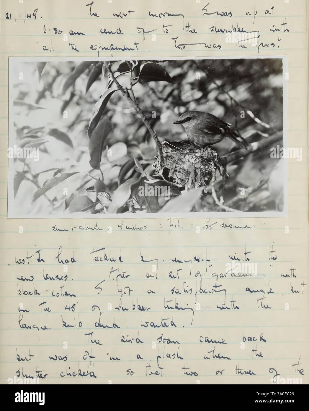 Ornithologie, Feld, Tagebücher, von, A, Graham, Brown, 1947-1957, Ein kleiner Vogel thront auf einem Ast, umgeben von üppigem Laub. Der Titel beschreibt eine Beobachtung von einem bestimmten Datum aus, wobei das Verhalten und der Lebensraum des Vogels aufgezeigt werden. Es fängt die Begeisterung ein, die Natur aus nächster Nähe zu beobachten, und zeigt die einzigartigen Merkmale des Vogels und der Umgebung. Der Eintrag spiegelt eine Mischung aus persönlicher Erfahrung mit wissenschaftlicher Beobachtung wider und erhöht die Wertschätzung für die Tierwelt. Stockfoto