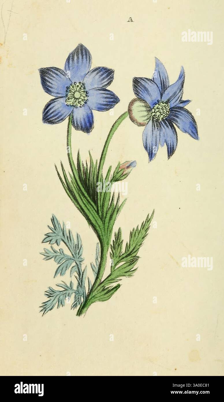 Flora und Thalia, oder Edelsteine der Blumen und Poesie: Ein alphabetisches Arrangement von Blumen, mit entsprechenden poetischen Illustrationen, verziert mit farbigen Tafeln. Von einer Dame. Hinzu kommt eine botanische Beschreibung der verschiedenen Teile einer Blume und das Zifferblatt der Blumen Philadelphia, Carey, Lea und Blanchard, 1836, Blumen in der Literatur, der New York Botanical Garden, Pulsatilla pratensis, Botanik, Anemone pratensis, Wiesenanemone, der New York Botanical Garden, Eine zarte botanische Illustration, die zwei leuchtend blaue Blumen mit komplizierten Blütenblättern zeigt Stockfoto