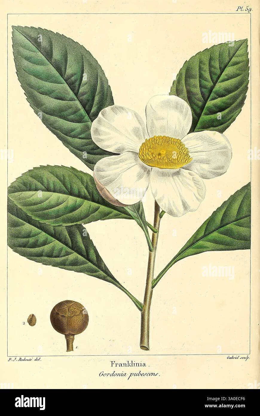 Die nordamerikanische sylva Philadelphia R.P. Smith 1853. Botany North America Trees Gordonia pubescens, die elegante Illustration zeigt einen Franklinia-Baum, der seine markanten großen, weißen Blüten mit einem auffälligen gelben Zentrum, umgeben von zarten Blütenblättern, zeigt. Die Blätter sind detailreich dargestellt und weisen eine glänzend grüne Textur mit ausgeprägten Rippen auf. Auf der linken Seite ergänzt eine kleine Darstellung einer Frucht- oder Samenkapsel die botanische Studie. Dieses Kunstwerk fängt die Schönheit und Komplexität der Franklinia-Pflanze ein, die mit ihrem wissenschaftlichen Namen Gordonia pubescens unter dem blumenarran gekennzeichnet ist Stockfoto
