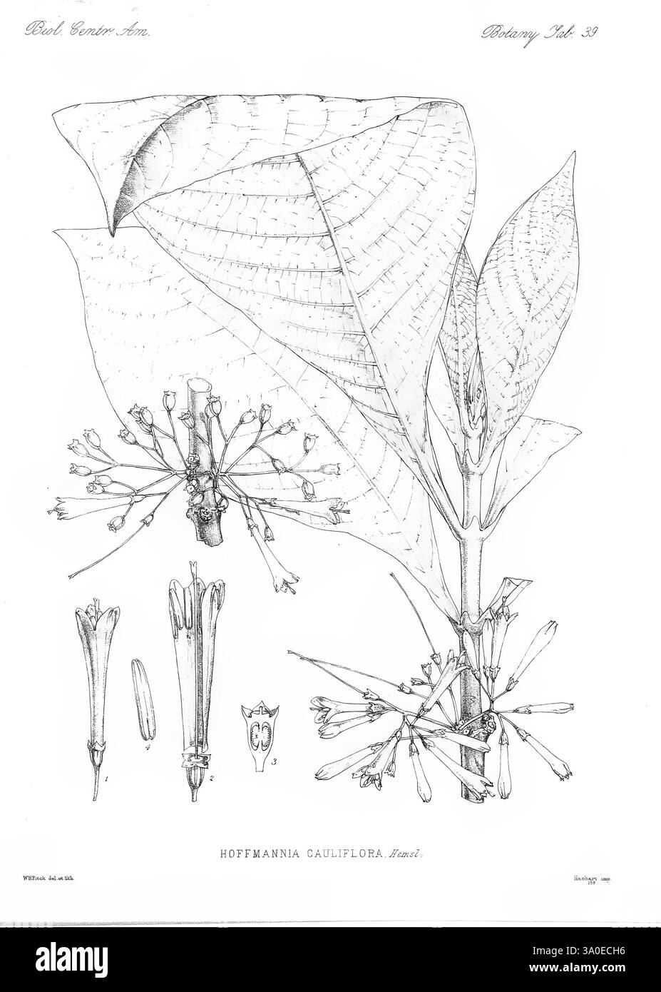 Biologia Centrali-Americana London, 1879-1915, Archäologie, Botanik, Zentralamerika, Beschreibung und Reise, wissenschaftliche Expeditionen, Zoologie, Pflanze., Eine detaillierte botanische Illustration der Hoffmannia califlorna Pflanze. Das Kunstwerk zeigt verschiedene Komponenten der Pflanze, darunter die charakteristischen großen Blätter mit hervorstehenden Adern. Um die Blätter herum sind blühende Blütentrauben, die in verschiedenen Entwicklungsstadien zarte Blüten zeigen. Detaillierte Zeichnungen der floralen Struktur, einschließlich der Blütenblätter und Fortpflanzungsteile, werden vorgestellt, die das komplizierte Design und das Symmet hervorheben Stockfoto