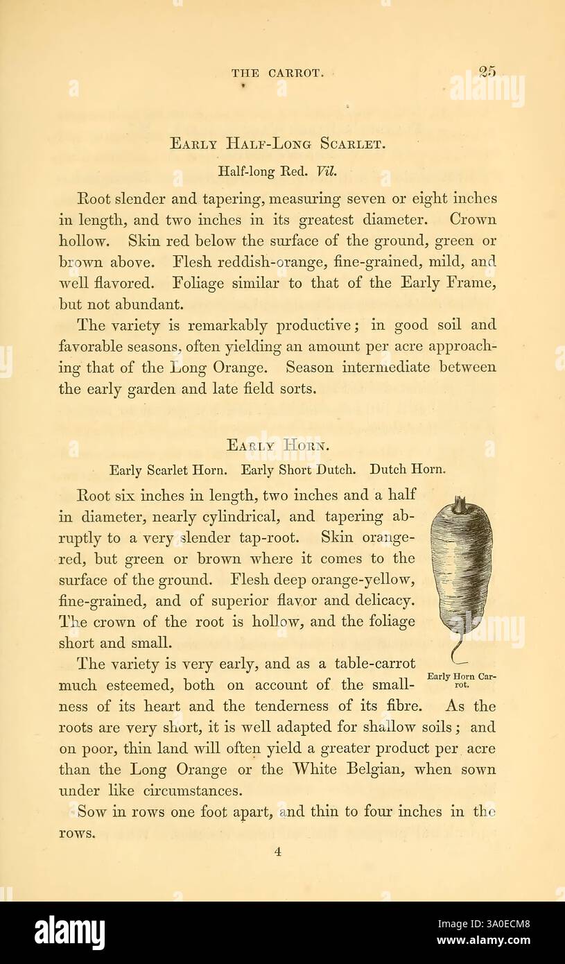 The Field and Garden Gemüsesorten of America Boston Crosby and Nichols 1863 Gemüsesorten United States Congress Variations Gemüsesorten Gemüsesorten, die Seite enthält eine detaillierte botanische Beschreibung verschiedener Karotten, insbesondere der frühen halblangen Scarlet- und Early Horn-Sorten. Sie beschreibt die Wurzelmaße, die Hautfärbung und die Geschmacksprofile. Der frühe, halblange Scharlach ist bekannt für seine zylindrische Form und seinen milden Geschmack, während das frühe Horn als kleiner Durchmesser und süßeren Geschmack beschrieben wird. Der Text enthält auch praktische Ratschläge für den Anbau, einschließlich der Abstände für den Anbau Stockfoto