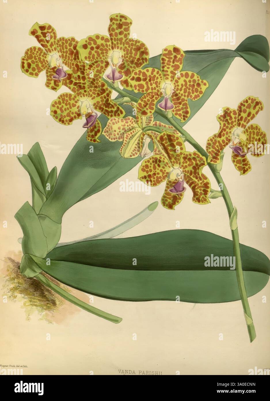 Orchid Album London B. S. Williams 1882-97 Orchidaceae Periodicals Pictorial Works Hygrochilus parishii, Eine lebendige Darstellung von Vandachostis Parisiensis Orchideen zeigt ihre komplizierten Muster und satten Farben. Die Blüten sind mit auffälligen gelben Blütenblättern mit tiefen burgunderroten Flecken verziert, die einen fesselnden Kontrast schaffen. Große, üppig grüne Blätter bilden eine wunderschöne Kulisse und verstärken den Gesamtgeschmack dieser tropischen Pflanze. Diese exquisiten Blüten versprühen Eleganz und fangen das Wesen der Kunstfertigkeit der Natur ein. Stockfoto