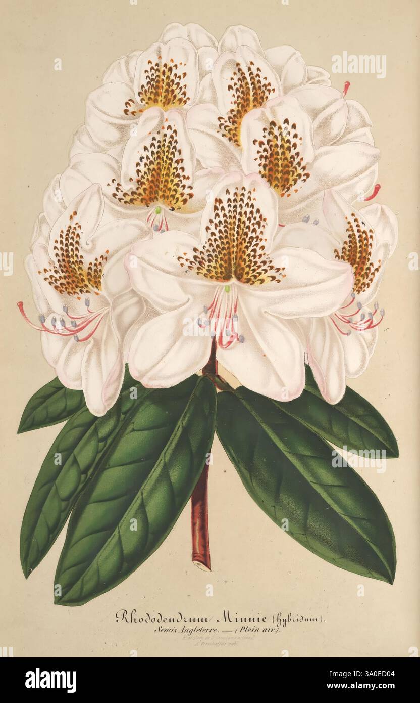 L'Illustration Horticole, Gand, Belgien, Imprimerie et Lithographie de F. et E. Gyselnyck, 1854-1896, Blumenzucht, Gartenbau, Gewächshäuser, Gartenbau, Zeitschriften, Ein wunderschön illustrierter Blumenstrauß von Rhododendron „Minnie“, der große, zarte weiße Blüten mit komplizierten braunen und gelben Markierungen in der Mitte zeigt. Die Blüten sind von üppig grünen Blättern umgeben, die ihre lebendige Präsenz verstärken. Die detailreiche Darstellung unterstreicht die natürliche Eleganz und die komplizierten Merkmale der Blumen und macht sie zu einer eindrucksvollen Darstellung dieser botanischen Sorte. Die Inschrift unten Stockfoto