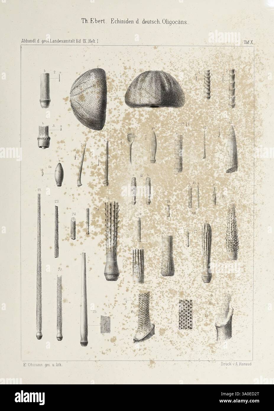 Abhandlungen der Königlich Preussischen Geologischen Landesanstalt Berlin Königlich Preussische Geologische Landesanstalt Geologie Deutschland Zeitschriften eine Reihe verschiedener Echinoidexemplare zeigt die unterschiedlichen Formen und Strukturen innerhalb dieser Klassifizierung. Die Kollektion zeichnet sich durch langgezogene und kugelförmige Formen, detaillierte Oberflächenstrukturen und komplizierte Muster aus. Jede Probe ist als Referenz mit einer Nummer versehen, die ihre Einzigartigkeit unterstreicht. Das Arrangement zeigt die ökologische und evolutionäre Varianz der Echinoide und gibt Einblicke in ihre Morphologie Stockfoto