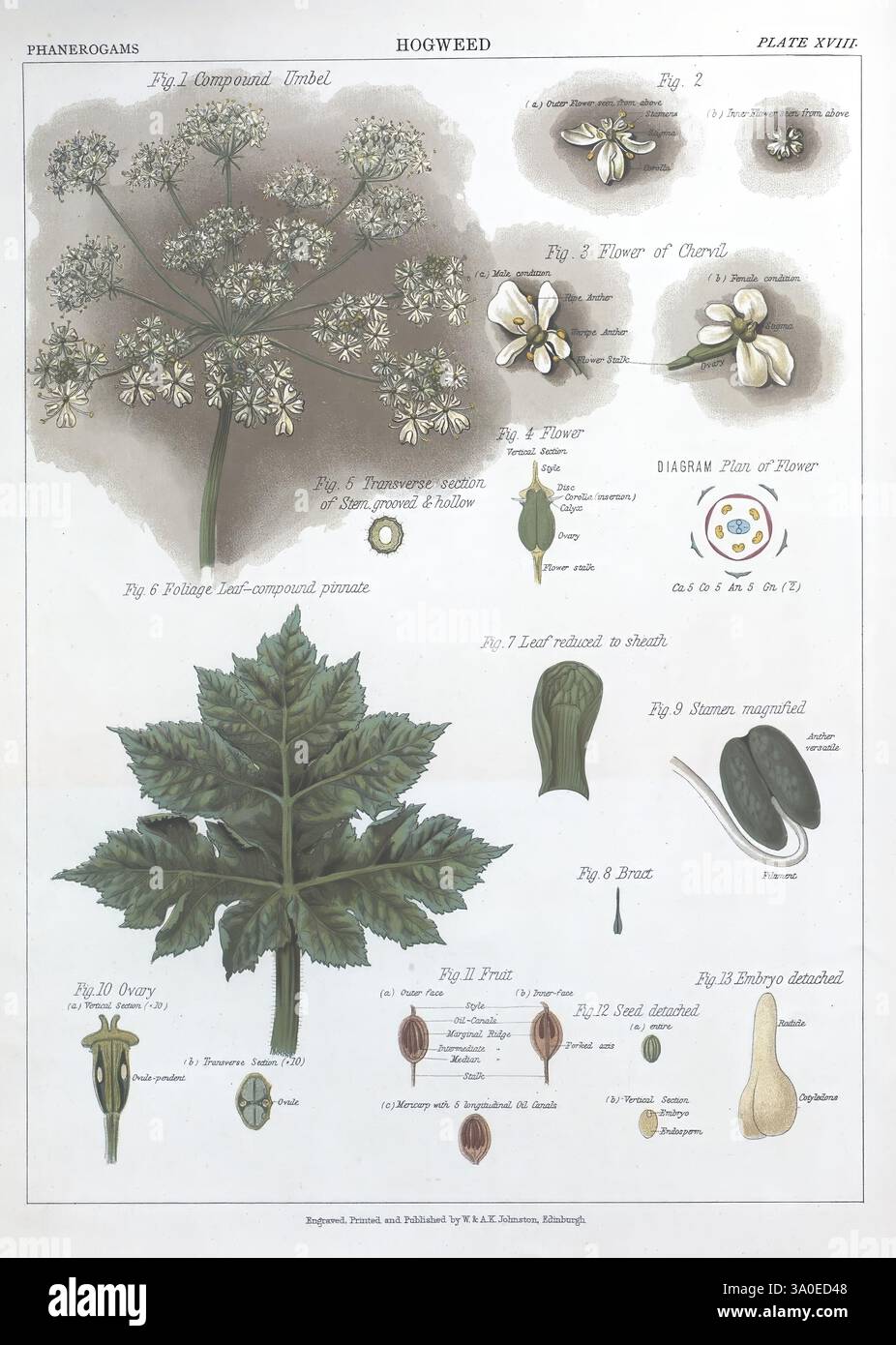 The Botanical atlas, New York, The Century Co, 1883, Botanik