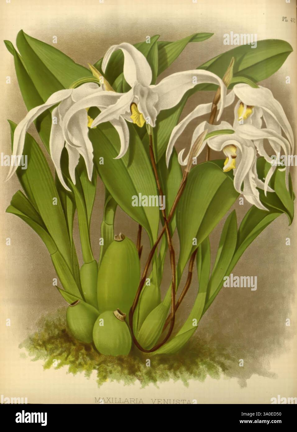 Orchid Album London B. S. Williams 1882-97 Orchidaceae Periodicals Pictorial Works, Eine lebendige Illustration der Maxillaria venusta, die seine eleganten weißen Blüten mit deutlichen gelben Markierungen zeigt. Die Blüten sind in üppig grünen Blättern dargestellt, die die natürliche Schönheit der Pflanze einfangen. Die detaillierte Darstellung unterstreicht die einzigartige Form der Blütenblätter und die Gesamtstruktur der Pflanze, einschließlich ihrer bauchigen Basis, vor einem subtilen Hintergrund, der die Lebendigkeit der Flora verstärkt. Diese Komposition unterstreicht die komplizierten Details und die anmutige Form dieser exquisiten Orchideenart Stockfoto