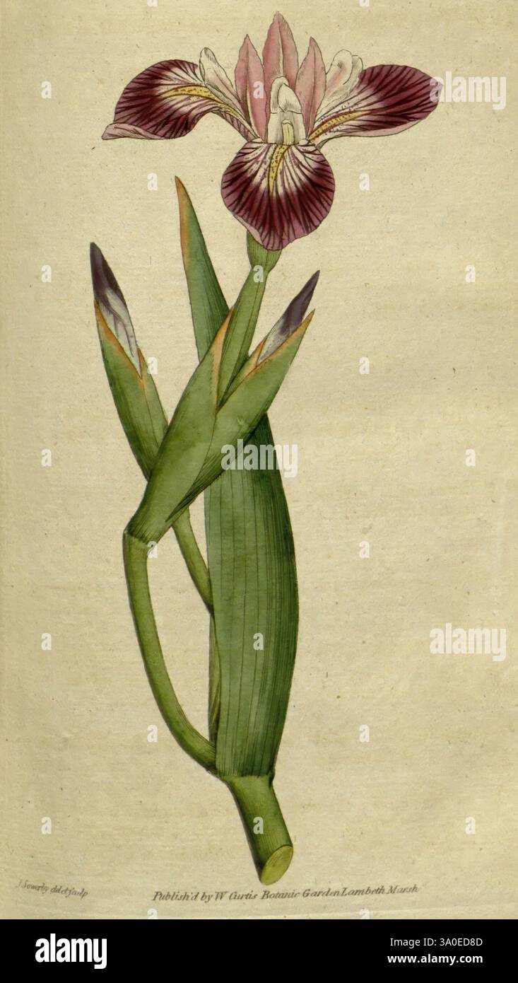 Das botanische Magazin, oder Blumengarten ausgestellt, 1790-1800, Botanik, Zeitschriften, Bildwerke, William Curtis, Blumen, Sydenham Teast Edwards, Virginia, Iris versicolor Maryland, Pennsylvania, Curtis, diese Illustration zeigt eine wunderschön gerenderte blühende Pflanze, die durch ihre auffälligen lila und weißen Blütenblätter gekennzeichnet ist, die zart umrissen sind. Die Blüte zeichnet sich durch komplexe Muster aus, wobei ein markanter Mittelteil die lebendigen Farbtöne des Blütenblatts ergänzt. Die Blüte umgibt lange, schlanke grüne Blätter, die zur Eleganz der Komposition beitragen. Das Arrangement suggeriert Stockfoto