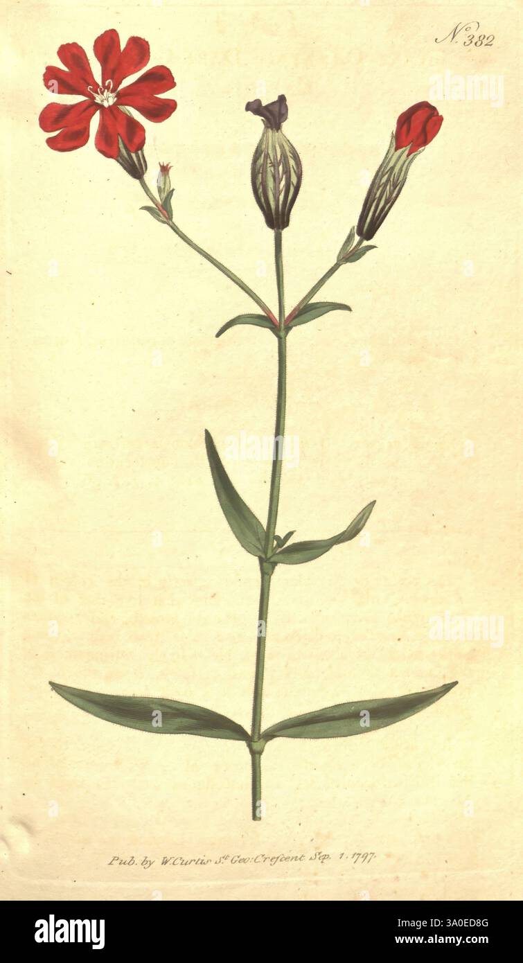 Das botanische Magazin, oder Blumengarten ausgestellt, 1790-1800, Botanik, Zeitschriften, Bildwerke, Curtis, Eine detaillierte botanische Illustration, die eine blühende Pflanze mit leuchtenden roten Blüten zeigt. Das Bild zeigt einen zentralen Stab, der mit einer Gruppe von fünf Blütenblättern verziert ist, von denen jedes eine zarte Aderung aufweist. Knospen in verschiedenen Entwicklungsstadien werden entlang des Stammes positioniert und zeigen den Wachstumszyklus der Pflanze. Die Blätter sind gestreckt und schmal und bilden einen natürlichen Rahmen für die Blüten. Unterhalb der Abbildung zeigt eine subtile Inschrift die Details der Publikation an, einschließlich des Datums signifyi Stockfoto