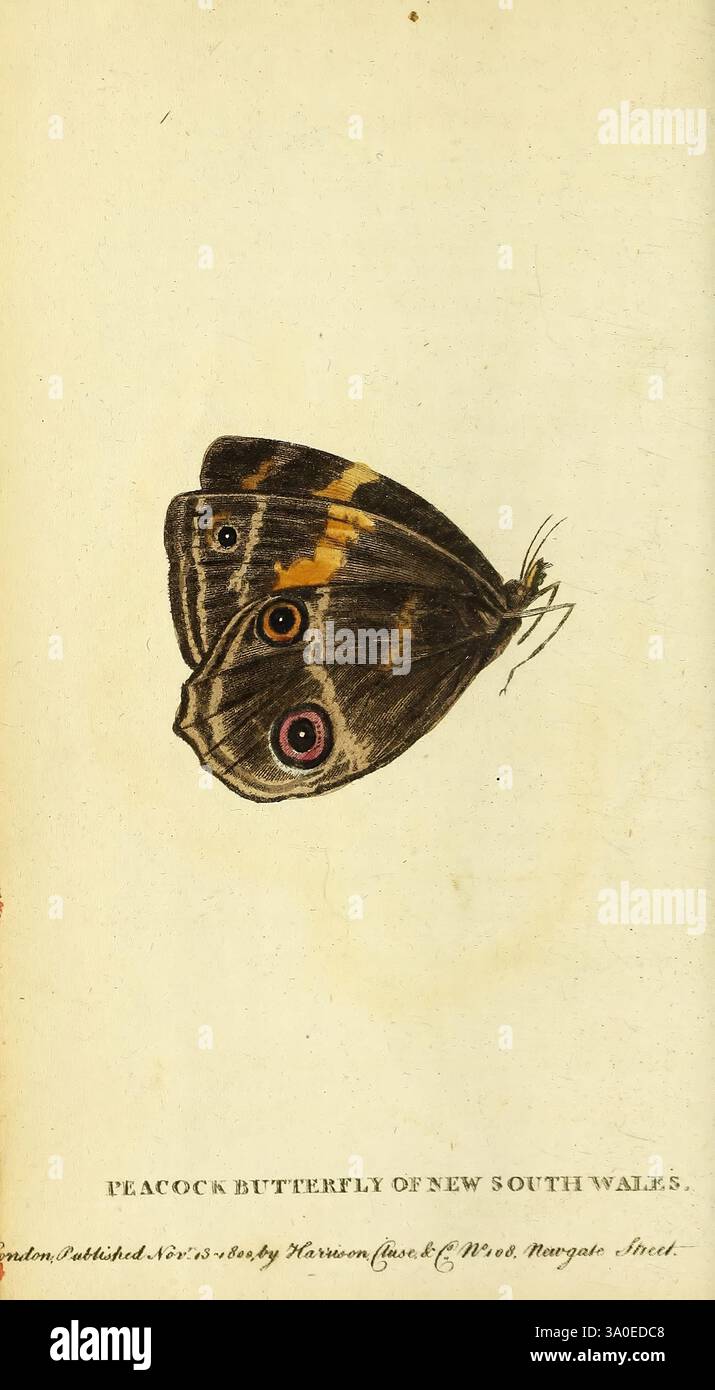 Naturalist's Pocket Magazine oder Complete Cabinet of the Curiosities and Beauties of Nature. London. Diese Darstellung zeigt einen PfauenSchmetterling aus New South Wales mit komplizierten Mustern in seinen Flügeln. Die obere Seite der Flügel zeigt eine Mischung aus satten Brauntönen, die durch markante Augenflecken mit lebhaften Farben unterstrichen werden, die wahrscheinlich dazu gedacht sind, Raubtiere abzuschrecken. Unterhalb des Schmetterlings befindet sich ein Text, der seinen Namen und seine Herkunft angibt und auf das wissenschaftliche Interesse an der Art hinweist. Die detaillierte Abbildung betont die zarte Struktur und die einzigartige Schönheit des Schmetterlings, Reflec Stockfoto