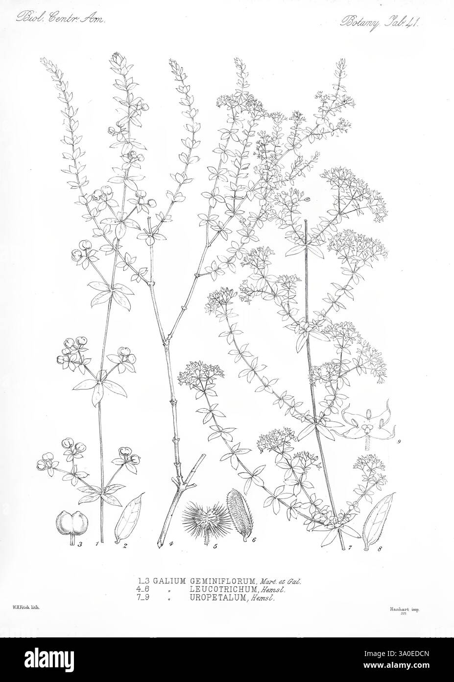 Biologia Centrali-Americana London, 1879-1915, Archäologie, Botanik, Zentralamerika, Beschreibung und Reise, wissenschaftliche Expeditionen, Zoologie, Pflanze, die Illustration zeigt verschiedene botanische Exemplare, die akribisch detailliert und zur wissenschaftlichen Referenz gekennzeichnet sind. Es zeigt drei verschiedene Pflanzen: Galium denudatum, Leucothoe racemosa und Uropetalinum, die jeweils mit präzisen Linienarbeiten dargestellt werden, die ihre einzigartigen Strukturen hervorheben. Die Pflanzen werden in verschiedenen Richtungen präsentiert und zeigen ihre Äste, Blätter und Blüteeigenschaften, was ein klares Verständnis ihres Morphols vermittelt Stockfoto
