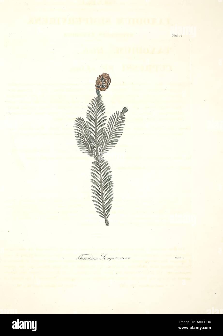 Beschreibung der Gattung Pinus, London, J. White, 1803-1824, Pinaceae, Sequoia sempervirens, eine Illustration, die eine detaillierte Darstellung einer Nadelpflanze zeigt, die insbesondere ihr Laub und einen markanten Kiefernkegel an der Spitze hervorhebt. Die zarten, nadelförmigen Blätter sind in einem charakteristischen Muster angeordnet und betonen die Anatomie der Pflanze. Neben dieser botanischen Darstellung gibt der Text den wissenschaftlichen Namen und die Klassifizierung an und gibt den Kontext für die Art. Die Komposition ist elegant, kombiniert Kunstfertigkeit mit botanischer Präzision und fängt das Wesen der natürlichen Flora ein. Stockfoto