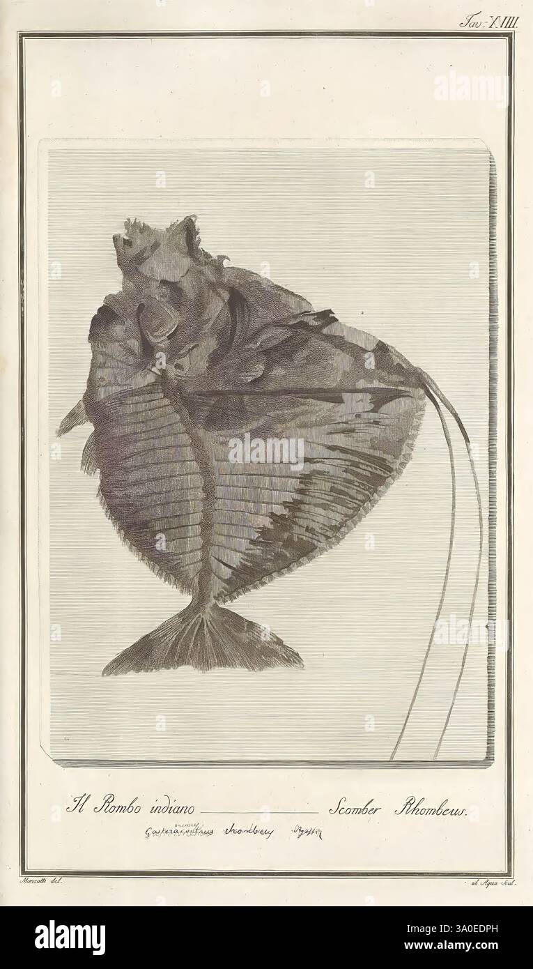 Ittiolitologia veronese del Museo Bozziano, Verona, Dalla Stamperia Giuliari, MDCCXCVI-[1809], eine komplizierte Illustration zeigt einen flachen, ovalen Fisch, der als Scadus Rhamboer bekannt ist und seine detaillierte Anatomie zeigt. Die Darstellung betont den für diese Art typischen, deutlich breiten Körper und die charakteristischen Merkmale. Der Fisch wird in einem wissenschaftlichen Stil gerendert und hebt seine Flossen und seine einzigartige Textur hervor, umgeben von subtilen Linien, die die Tiefe und Struktur der Illustration verbessern. Diese sorgfältig gefertigte Darstellung spiegelt eine Mischung aus Kunstfertigkeit und wissenschaftlicher Beobachtung wider, wie sie in der natürlichen Histographie üblich ist Stockfoto