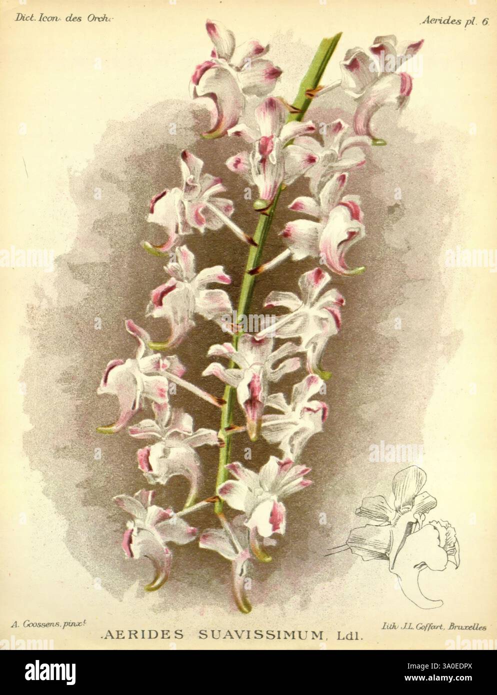 Dictionnaire iconographique des orchidees, 1896-1907, Botanik, orchidaceae, Bildwerke, ein zartes Arrangement von Aerides Suavissimum, einer Orchideenart, die sich durch ihren langen, bogenförmigen Stiel mit eleganten, cremeweißen Blüten auszeichnet. Jede Blüte zeigt an den Rändern der Blütenblätter subtile rosa Akzente, die einen sanften Kontrast erzeugen. Die Komposition enthält auch eine komplizierte Illustration einer einzelnen Blume, die ihre einzigartige Form und ihre zarten Merkmale hervorhebt. Diese botanische Studie ist eine Mischung aus Kunst und Wissenschaft und zeigt die komplizierte Schönheit dieser Orchideensorte. Stockfoto