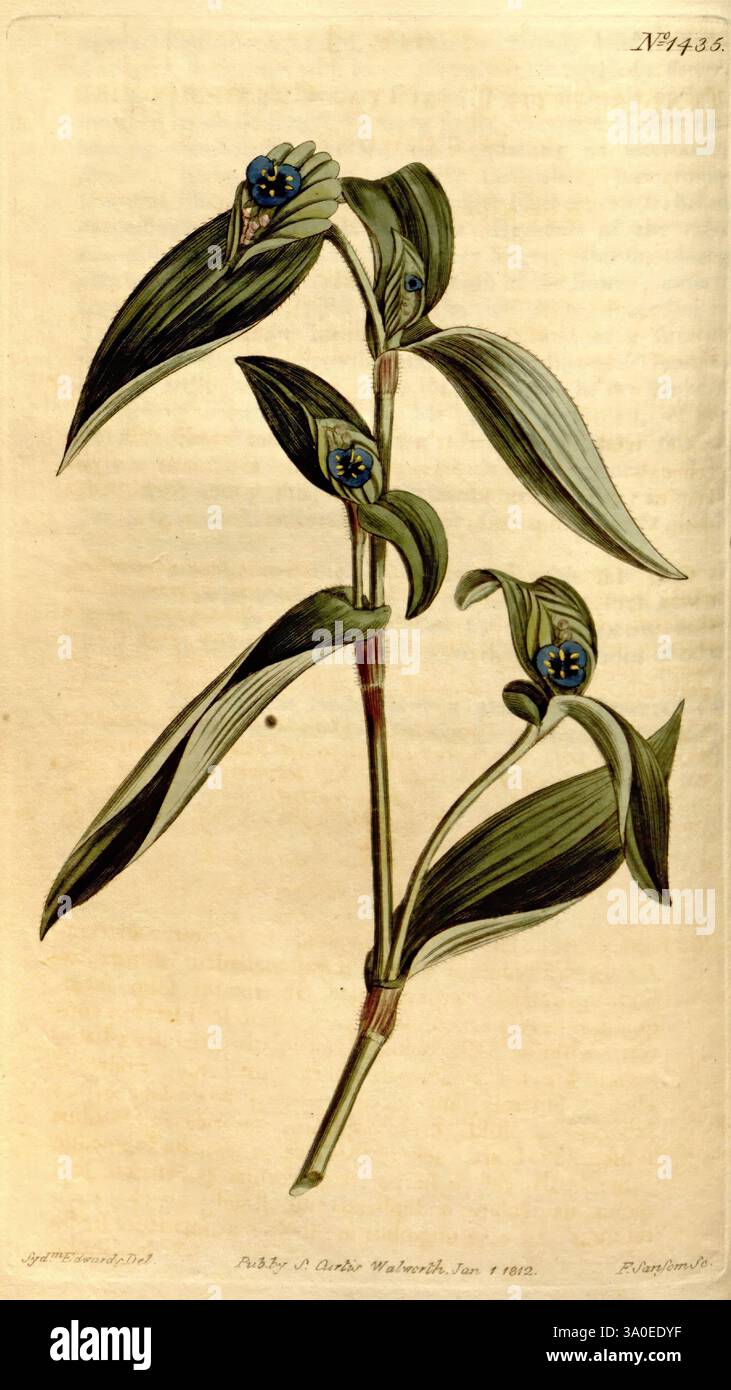 Curtis's Botanical Magazine, London, New York, Botanik, Zeitschriften, Bildwerke, Curtis, Tradescantia cristata, Cyanotis cristata, Taxonomie: Family= Commelinaceae, Pakistan, Sydenham Teast Edwards, Eine botanische Illustration, die eine zarte Pflanze mit schlanken, langgestreckten Blättern zeigt, die eine markante zentrale Ader aufweisen. Die Blätter sind grün gefärbt und weisen eine glatte Textur auf. Zwischen dem Laub liegen kleine, blaue Blüten, die mit dunkleren kreisförmigen Mittelpunkten verziert sind, die dem Grün einen auffälligen Kontrast verleihen. Die Zusammensetzung ist elegant detailliert, wobei die Aufmerksamkeit auf die Struktur der Pflanze gelegt wird Stockfoto