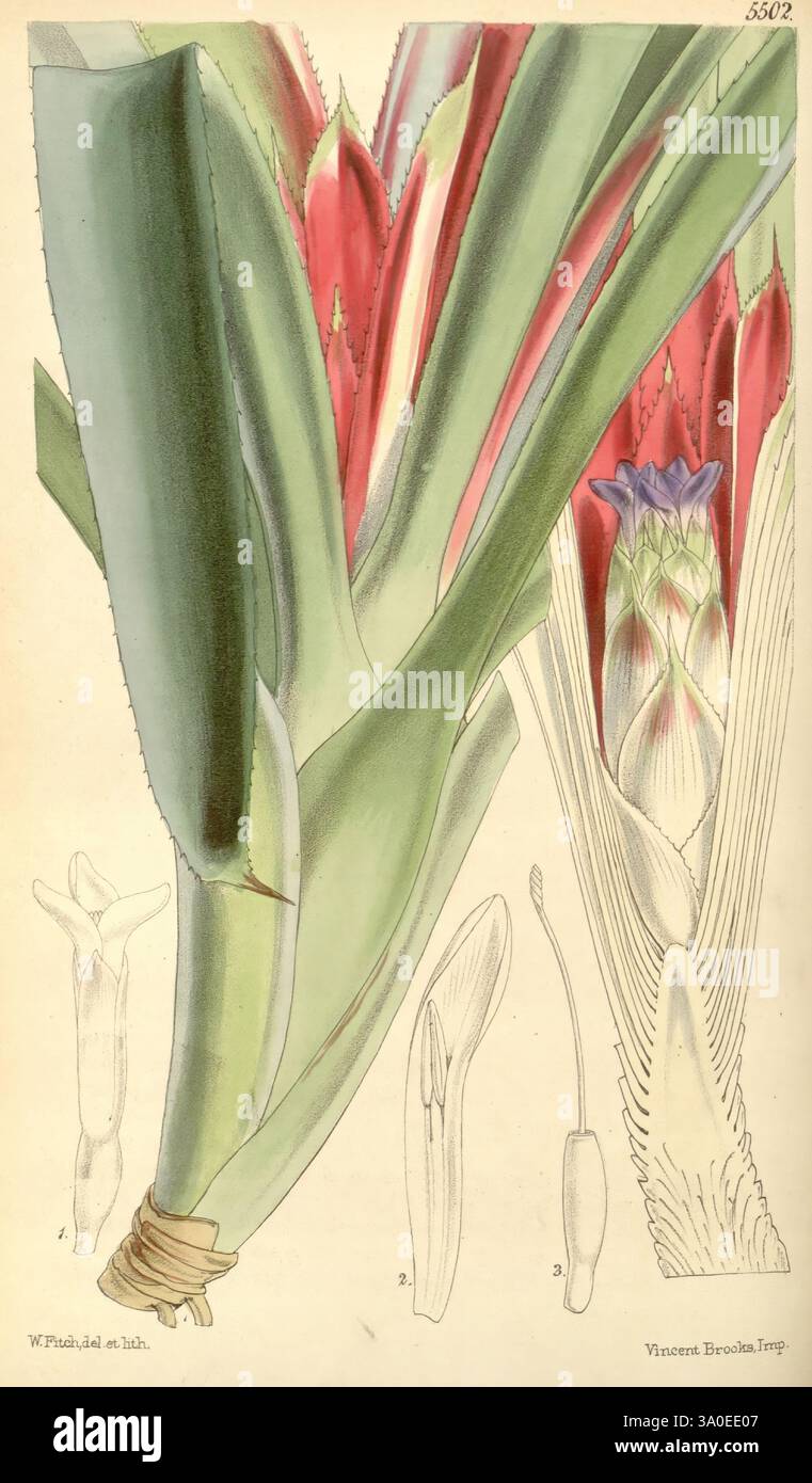 Curtis's Botanical Magazine London New York etc Botanik Zeitschriften Bildwerke Curtis, die Illustration zeigt eine detaillierte botanische Studie einer Pflanze, die wahrscheinlich zur Bromelienfamilie gehört. Im Mittelpunkt stehen die leuchtend grünen, länglichen Blätter, die eine glatte Textur und scharfe Kanten aufweisen. Die markante rote und violette Blütenstruktur zeigt das Blütestadium der Pflanze an. Auf der linken Seite befinden sich Schemata von Blütenkomponenten, einschließlich Blütenblättern und Staubblättern, die die komplizierten Reproduktionsstrukturen noch weiter betonen. Dieses Werk zeigt beide Künstler Stockfoto