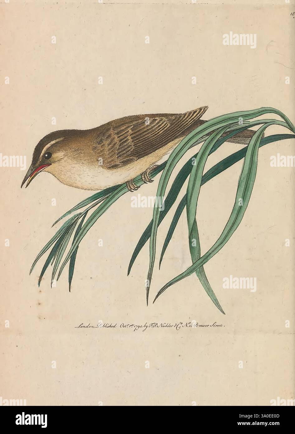 Die Verschiedenheit des Naturforschers oder farbige Figuren von Naturobjekten. London, gedruckt für Nodder & Co, 1789-1813. Tiere, Bildwerke, George Shaw, Eine detaillierte Illustration eines kleinen Vogels, der zart auf einem schmalen grünen Schilf thront. Der Vogel zeigt eine Mischung aus Erdbraun und subtilen Texturen auf seinem Gefieder, mit einem markanten, schwachen Streifen über dem Auge und einem leicht geschwungenen Schnabel, der auf seine insektenfressende Ernährung hinweist. Das umliegende Schilf lässt einen Lebensraum nahe, der reich an Feuchtgebieten oder Sumpfgebieten ist, was die Verbindung des Vogels zur Natur unterstreicht. Das geschickte Rendering fängt das Wesen des BI ein Stockfoto