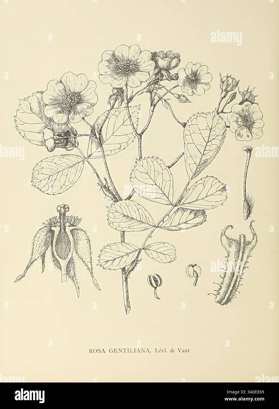 Die Gattung Rosa, 1914. Rosen, die Illustration zeigt eine detaillierte botanische Studie von Rosa gentiliana, die die charakteristischen Eigenschaften der Pflanze zeigt. Deutlich sichtbar sind die blühenden Zweige mit zarten Blüten und gezackten Blättern. Weitere Elemente sind Skizzen der Fortpflanzungsstrukturen der Blüte, wie das Pistil und verschiedene Samenformen, die die Anatomie der Pflanze hervorheben. Die sorgfältig gerenderten Linien erfassen die Feinheiten der Blütenblätter und des Laubs und bieten einen umfassenden Blick für Botaniker. Unten ist der Artenname elegant eingeschrieben, e Stockfoto