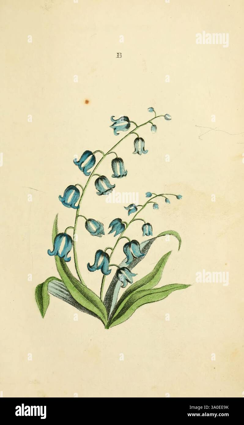 Flora and Thalia oder Edelsteine der Blumen und Poesie sind eine alphabetische Anordnung von Blumen mit entsprechenden poetischen Illustrationen verziert mit farbigen Platten von einer Dame, zu der Eine botanische Beschreibung der verschiedenen Teile einer Blume und des Zifferblatts der Blumen hinzugefügt wird Philadelphia Carey Lea und Blanchard 1836 Blumen in Literatur The New York Botanical Garden Botany Hyacinthoides Non-Scripta Bluebell Harebell Hist Botanic Art von New York mit zarten, glockenförmigen Blüten, die von schmalen grünen Stielen kaskadiert werden. Die Stockfoto