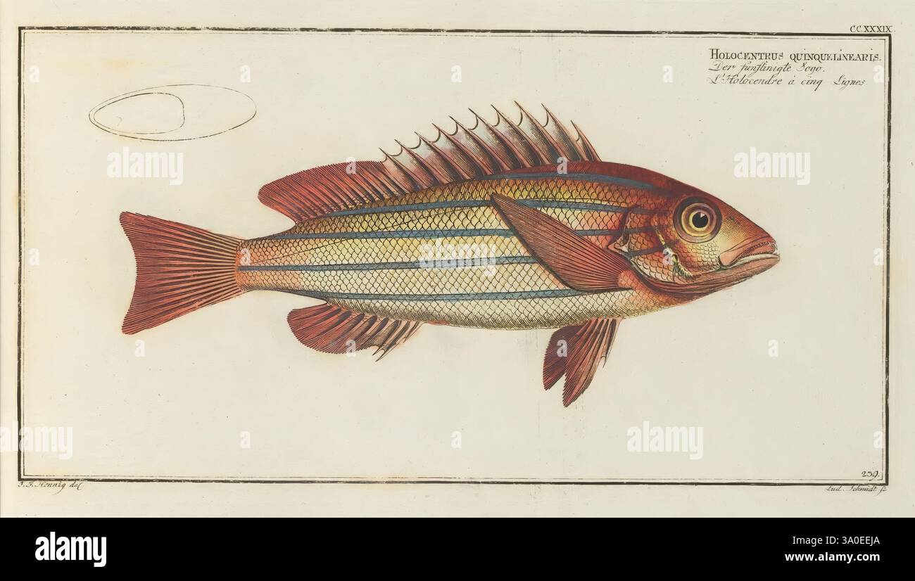 D. Marcus Elieser Bloch's, ausübenden Arztes zu Berlin, Oeconomische Naturgeschichte der Fische Deutschlands, Berlin, auf Kosten des Verfassers und in Commission bei dem Buchhändler HR. Hesse, 1782-1795., Eine lebendig illustrierte Darstellung eines Fisches, die eine Mischung von Farben mit markanten Rottönen am Körper und komplizierten blauen und gelben Streifen zeigt. Der Fisch wird in einer seitlichen Ansicht präsentiert, wobei seine langgezogene Form, die charakteristische Rückenflosse und die detaillierten Skalen hervorgehoben werden. Das Hauptmotiv ist durch einen hellen, neutralen Hintergrund umgeben, der die visuelle Wirkung des Designs verstärkt. Über dem Fisch, weiter Stockfoto