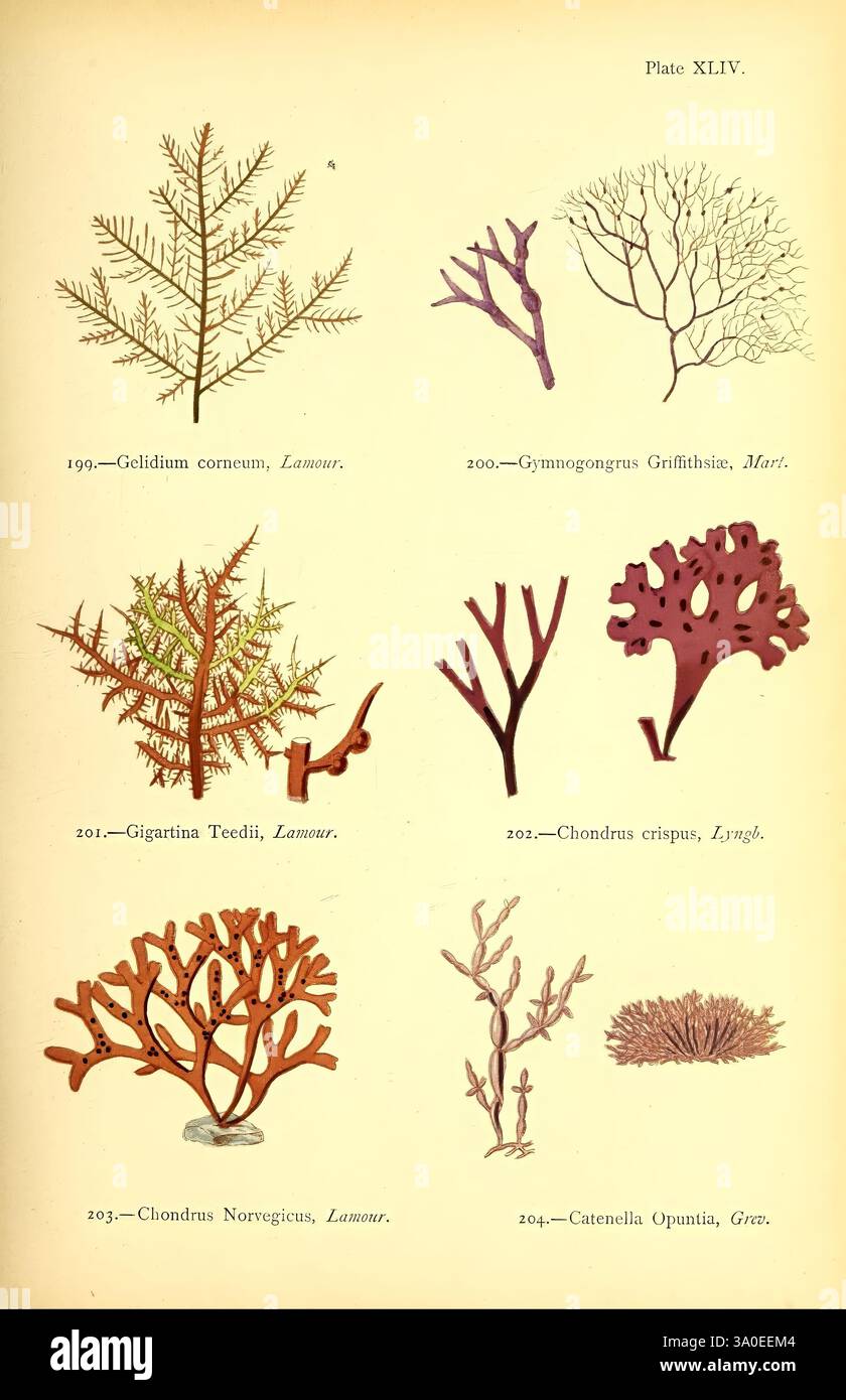 Britisch, Seeunkräuter, London, Bell und Daldy, 1872, Algen, Großbritannien, Meeresalgen, Algen, eine Illustration, die eine Vielzahl von Meeresalgen und Korallen zeigt, die jeweils mit ihren wissenschaftlichen Namen gekennzeichnet sind. Die Kollektion zeichnet sich durch unterschiedliche Formen und Texturen aus, die von Federwedel bis hin zu verzweigten Strukturen reichen. Das Design betont die Vielfalt der Wasserlebewesen und hebt Arten wie Gelidium corneum und Chondrus crispus hervor. Jeder Organismus ist detailreich und bietet einen Einblick in die Komplexität der Unterwasserökosysteme. Das Layout zeigt eine zusammenhängende Ansicht dieser Organismen, Invi Stockfoto Britisch, Seeunkräuter, London, Bell und Daldy, 1872, Algen, Großbritannien, Meeresalgen, Algen, eine Illustration, die eine Vielzahl von Meeresalgen und Korallen zeigt, die jeweils mit ihren wissenschaftlichen Namen gekennzeichnet sind. Die Kollektion zeichnet sich durch unterschiedliche Formen und Texturen aus, die von Federwedel bis hin zu verzweigten Strukturen reichen. Das Design betont die Vielfalt der Wasserlebewesen und hebt Arten wie Gelidium corneum und Chondrus crispus hervor. Jeder Organismus ist detailreich und bietet einen Einblick in die Komplexität der Unterwasserökosysteme. Das Layout zeigt eine zusammenhängende Ansicht dieser Organismen, Invi Stockfoto