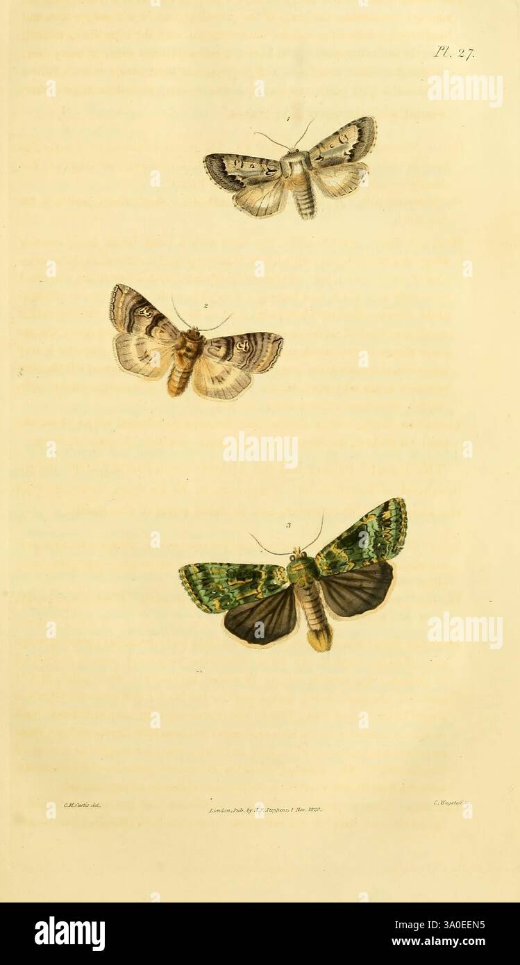 Illustrationen von British Entomology London, gedruckt für den Autor, veröffentlicht von Baldwin and Cradock 1828-1835 Great Britain Insects Lepidoptera Insect, die Szene zeigt drei detailreiche Motten in einer vertikalen Anordnung. Jede Motte ist in Design und Farbe unterschiedlich. Die oberste Motte zeigt eine überwiegend helle Farbe mit dezenten Mustern auf ihren Flügeln, die zarte Markierungen zeigen. Die Mittelmotte präsentiert eine wärmere Palette mit Erdtönen und komplizierten Texturen, die ihre einzigartige Flügelstruktur hervorheben. Die Untermotte besticht durch leuchtende Grüntöne und dramatische Kontrastmuster Stockfoto