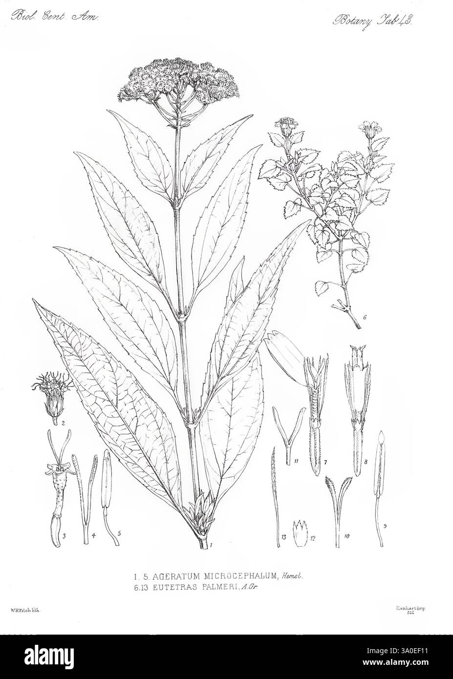 Biologia Centrali-Americana London, 1879-1915, Archäologie, Botanik, Zentralamerika, Beschreibung und Reise, wissenschaftliche Expeditionen, Zoologie, Pflanze, diese botanische Illustration zeigt die Pflanzenart *Ageratum microcephalum*, auch bekannt als Edelsteinmarigold. Die detaillierte Darstellung hebt die Struktur der Pflanze hervor, einschließlich ihrer langen Blätter und kleinen, flauschigen Blüten an der Spitze des Stängels. Um die zentrale Pflanze herum befinden sich verschiedene ergänzende Darstellungen, die die Fortpflanzungsteile der Blume wie Blütenblätter, Staubblätter und Karpel illustrieren und einen umfassenden Blick auf ihre an bieten Stockfoto