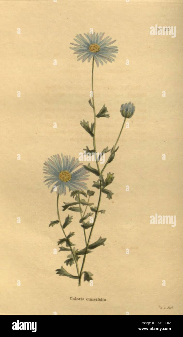 Das Botanische Kabinett, London, John, und, Arthur, Arch, 1817-1833, Eine delikate Illustration des Calostephus chinensis, allgemein bekannt als China Aster. Die Pflanze hat mehrere schlanke Stiele, die mit leuchtenden, hellblauen Blüten verziert sind, die sich durch ihr Gänseblümchen-ähnliches Aussehen auszeichnen. Jede Blüte zeigt eine zentrale Ansammlung von gelben Röschen, die von Blütenblättern ausstrahlt, die ihren Charme noch verstärken. Die Blätter, die in verschiedenen Grüntönen dargestellt werden, sind gezackt und gestreckt und bieten einen üppigen Hintergrund für die Blumen. Die Komposition fängt das Wesen dieses Lieblings-Highlight des Gartens ein Stockfoto