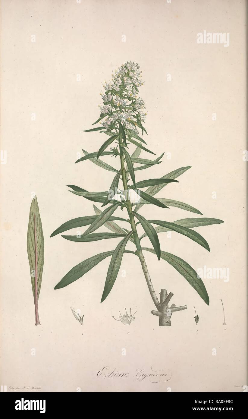 Jardin de la Malmaison, A Paris, de l'imprimerie de Crapelet, et se trouve chez l'auteur, 1803-1804, Malmaison, Rueil Malmaison, Frankreich, Flora, Eine botanische Illustration, die die Pflanze Echinacea purpurea, allgemein bekannt als purpurroter Coneflower, darstellt. Der zentrale Fokus zeigt den hohen, robusten Stiel, der mit einer Gruppe kleiner weißer Blüten gekrönt ist, von denen jede mit zarten Blütenblättern um ein hervorstehendes, stacheliges Zentrum angeordnet ist. Die langen, lanzenförmigen Blätter flankieren den Hauptstamm und weisen einen satten grünen Farbton auf, wobei die Venen ihre Textur hervorheben. Unten zeigen detaillierte Skizzen verschiedene Teile o Stockfoto