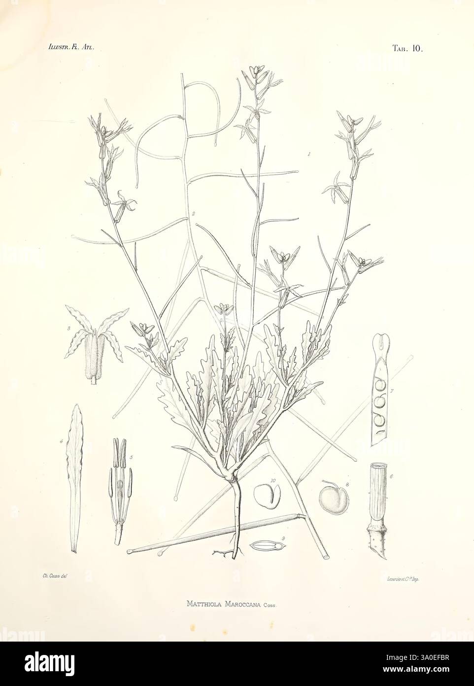 Illustrationen, Florae, Atlanticae, Parisiis, e, Reipublicae, Typographeo, 1882-97, Afrika, Botanik, die Abbildung zeigt die botanischen Merkmale der Materia Margaritacea, einer Pflanze, die sich durch ihre langen Stiele und ihre charakteristische Blattstruktur auszeichnet. Das detailreiche Rendering erfasst die feinen Umrisse der Blätter, die ein gelapptes Aussehen aufweisen. Die Hauptpflanze umgibt verschiedene botanische Elemente, einschließlich detaillierter Skizzen von Insekten und anderen Pflanzenteilen, die dem Studium dieser Art Tiefe und Kontext verleihen. Die Komposition betont die komplizierten Beziehungen innerhalb der Natur, Stockfoto