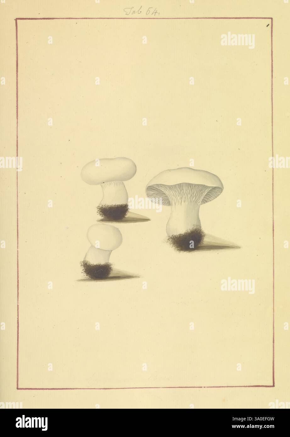 Icons fungorum circa Halifax sponte Nasctium, 1784-1792, Earlyworks, Ecology, England, Feldleitfäden, Pilze, Halifax, Identifizierung, Nomenklatur, Bildwerke, Terminologie, dieses Kunstwerk zeigt eine elegante Illustration von drei verschiedenen Pilzen, die ihre einzigartigen Formen und Texturen zeigen. Die Pilze variieren in ihrer Größe, wobei die größten eine breite, kappenartige Struktur und einen welligen Rand aufweisen, während die kleineren eine abgerundete Form aufweisen. Jeder Pilz ist mit einem strukturierten Stiel verankert, was einen Kontrast zu den oben genannten glatten Kappen nahelegt. Die dezente Schattierung und die zarte Linienführung tragen dazu bei Stockfoto