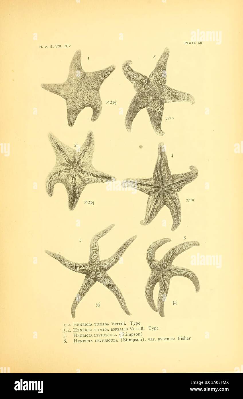 Harriman Alaska Serie Washington 1910-1914 Alaska Naturgeschichte Wissenschaftliche Expeditionen Seesterne Henricia tumida Henricia leviuscula Taxonomie: Trinomial = Henricia tumida borealis, die Illustration zeigt eine Sammlung von sechs Seesternen-Exemplaren, die jeweils mit einer entsprechenden Nummer zur Identifizierung versehen sind. Die Abbildungen sind in einem Rasterformat angeordnet, um einen klaren Vergleich zwischen ihren einzigartigen Merkmalen zu ermöglichen. Die dargestellten Arten umfassen Hensseniella tuberculata, Hensseniella turgida, Hensseniella lepidula und eine Variante der Hensseniella lepidula. Jede Probe ist mit Anatomie detailliert Stockfoto