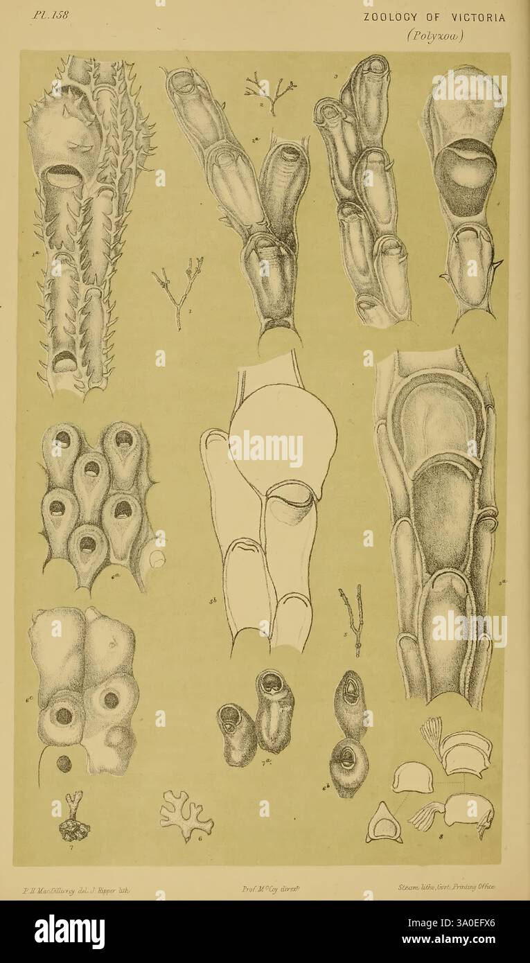 Naturgeschichte von Victoria, Melbourne, J. Ferres, Regierungsdrucker, 1885-90, Australien, Victoria, Zoologie, Australien, Museum Victoria, McCoy, Eine detaillierte zoologische Illustration, die verschiedene anatomische Strukturen und Merkmale von Meeresorganismen darstellt und sich speziell auf Polypen konzentriert. Die Komposition umfasst mehrere beschriftete Diagramme, die die charakteristischen Formen und Anordnungen von Tentakeln, Basen und anderen morphologischen Eigenschaften zeigen. Zusätzlich gibt es Darstellungen von Querschnittsansichten, die die innere Anatomie und die Wachstumsmuster hervorheben. Umgebung von botanica Stockfoto
