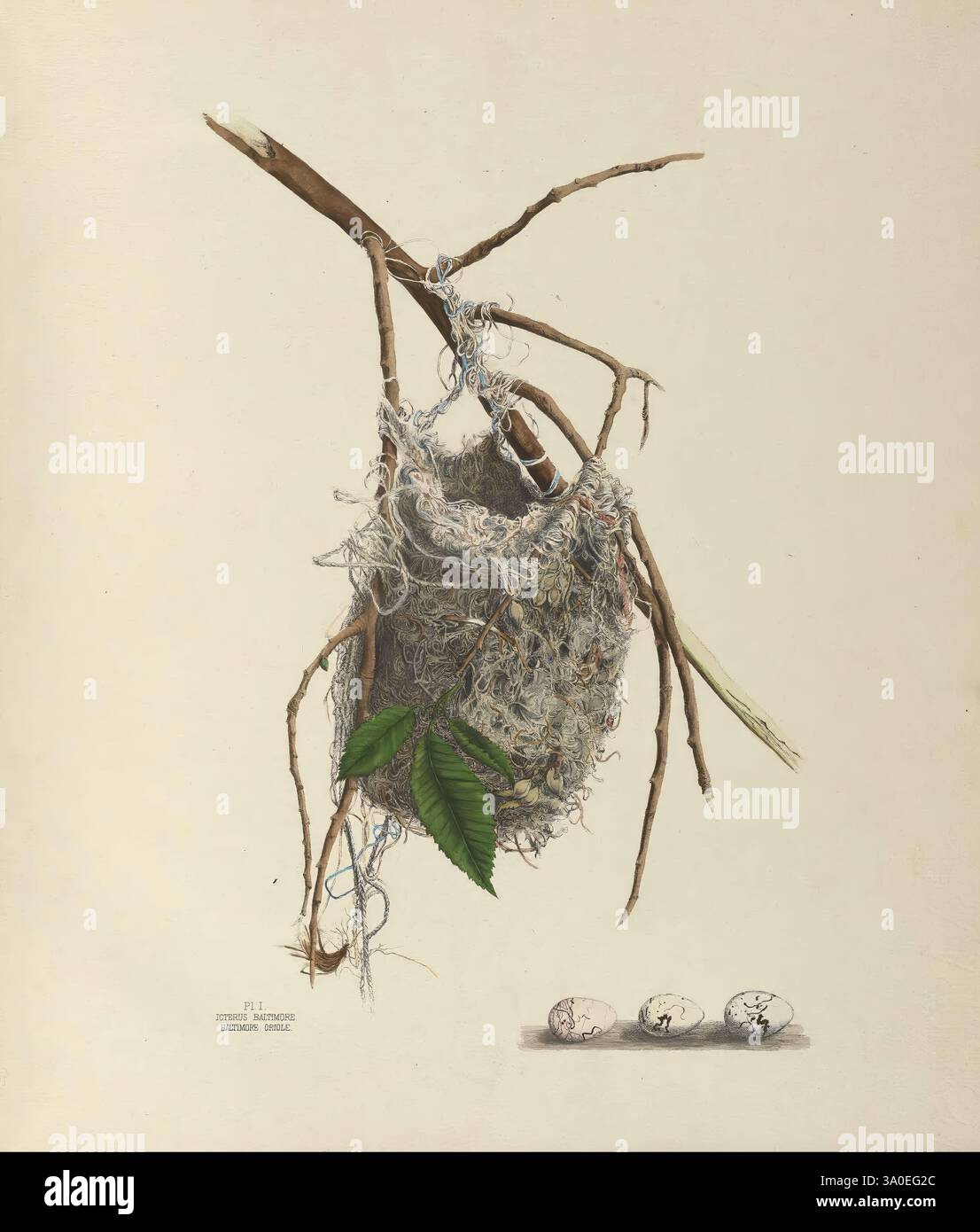 Abbildungen der Nester und Eier von Vögeln von Ohio, v.1. Circleville, Ohio, USA, 1886, Birds, Eier, Nester, Ohio, Pictorial Works, Icterus baltimore, Ikterus galbula, Ei, Cellent, Howard Jones, Frauen in der Wissenschaft, Ornithologie, Ohio, Baltimore oriole, Eliza Jane Schulze, Eliza Jane Schulze, 2, 2, das Kunstwerk zeigt ein sorgfältig gefertigtes Nest, das an einem Zweig hängt und komplizierte Details natürlicher Materialien wie Zweige, Fasern und Blätter zeigt. Das Nest besteht aus einer Vielzahl von Texturen, die den Einfallsreichtum seines Schöpfers unterstreichen. Unter dem Nest drei empfindliche Eier Stockfoto