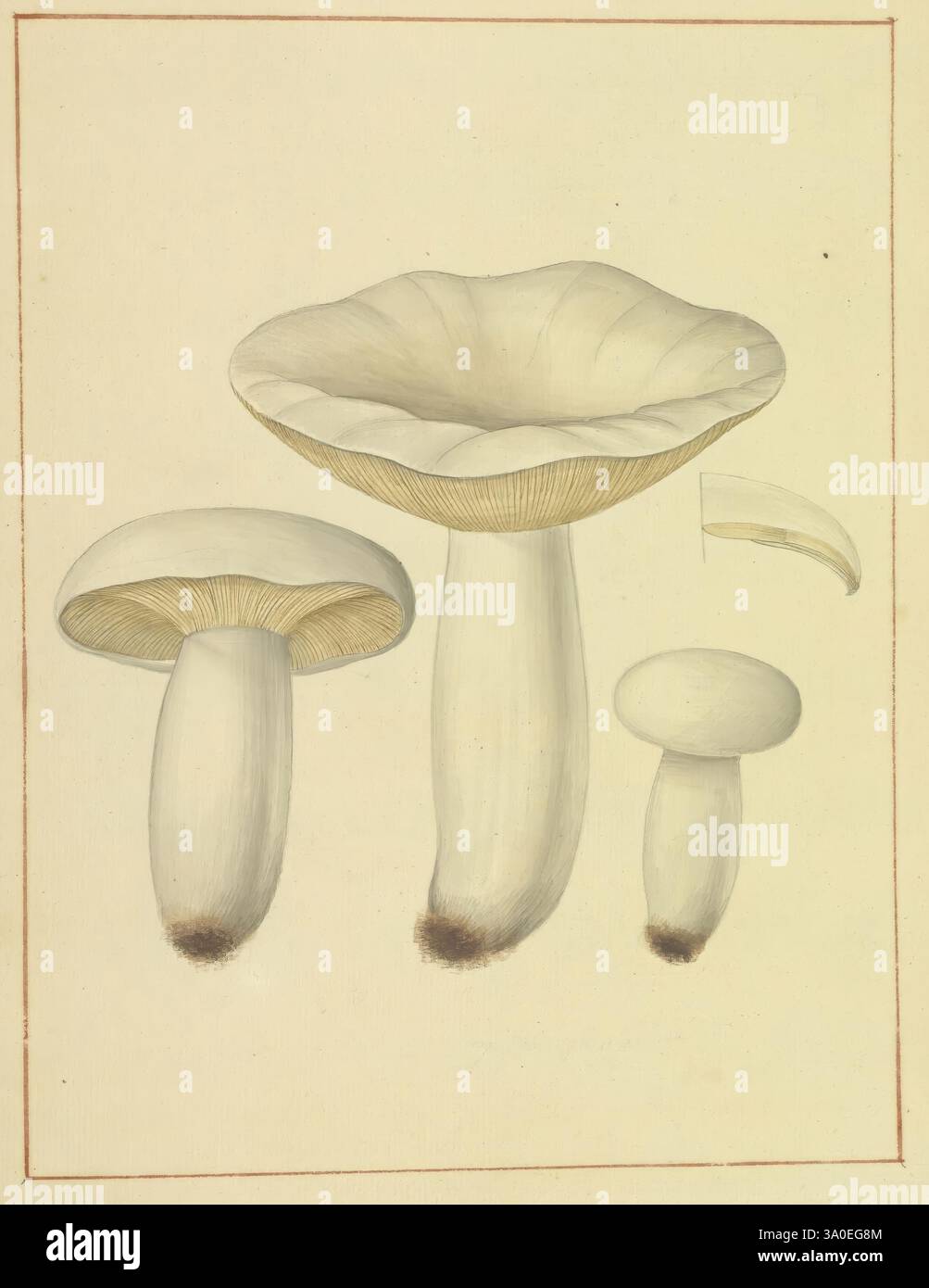 Icons fungorum circa Halifax sponte Nasctium, 1784-1792, Earlyworks, Ecology, england, Feldführer, Pilze, Halifax, Identifizierung, Nomenklatur, Bildwerke, Terminologie, diese Illustration zeigt drei verschiedene Arten von Pilzen, die ihre einzigartigen Formen und Strukturen zeigen. Links zeigt ein größerer Pilz eine leicht geschwollene Basis und eine glatte, helle Kappe, die in Kiemen übergeht. Der mittlere Pilz zeichnet sich durch eine breite, flache Kappe aus, die feine Grate auf der Unterseite zeigt. Rechts zeigt ein kleiner, kompakter Pilz eine abgerundete Kappe mit einer feinen Kurve. Ea Stockfoto