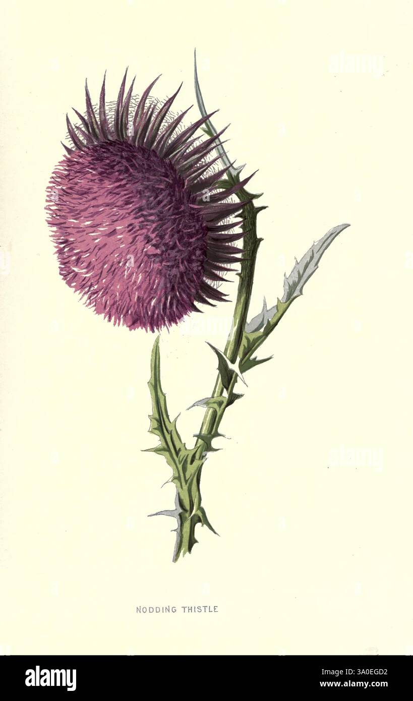 Vertraut, wild, Blumen, Figuren und beschrieben. Und, Company, Limited, 1878, Flowers, carduus, Nutans, Eine auffällige Illustration einer nickenden Distelform, die durch ihren großen, runden, violetten Blütenkopf, umgeben von scharfen, markanten Stacheln, gekennzeichnet ist. Die Pflanze verfügt über einen robusten, dornigen Stamm und gezackte grüne Blätter, die ihr robustes Aussehen noch verstärken. Die lebendige Blume bildet einen schönen Kontrast zum zarten Hintergrund und hebt die komplizierten Details der Struktur und Textur der Distel hervor. Unter der Abbildung ist der Name „Nodding Thistle“ elegant dargestellt, was eine klare Identifikation von Stockfoto