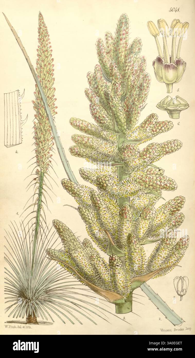 Curtis's Botanical Magazine London New York etc. Botanische Illustration Botanik Zeitschriften Bildwerke Pflanzen ornamental Curtis, eine illustrierte botanische Studie mit einer blühenden Pflanze, die sich durch ihren langgestreckten Stachel aus kleinen, dicht gewachsenen Blüten auszeichnet. Die Blätter haben eine stachelige, lineare Form, die die einzigartige Silhouette der Pflanze ergänzt. Die Hauptpflanze wird mit Diagrammen versehen, die verschiedene anatomische Details, einschließlich Blumenstrukturen und Blattanordnungen, hervorheben. Die Präsentation betont die komplizierten Details der Morphologie der Pflanze und zeigt die Komplexität und Be Stockfoto