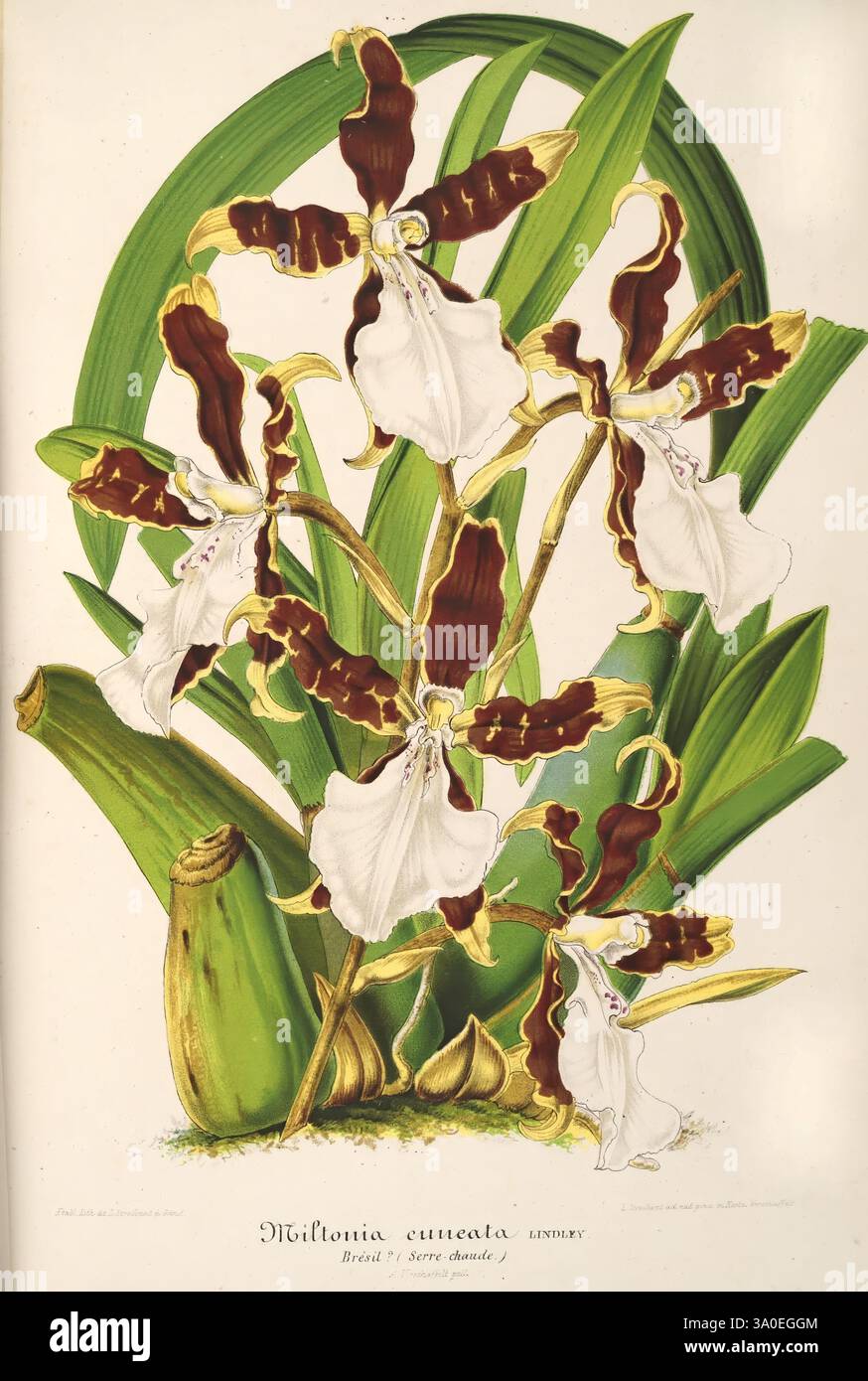 L'Illustration Horticole, Gand, Belgien, Imprimerie et Lithographie de F. et E. Gyselnyck, 1854-1896, Blumenzucht, Gartenbau, Gewächshäuser, Gartenbau, Zeitschriften, Ein markantes Arrangement von Miltonia-Orchideen zeigt ihre komplexe Schönheit. Die Blüten haben leuchtende weiße Blüten mit tiefen burgunderroten Markierungen, die elegant geformt sind, um eine dramatische visuelle Wirkung zu erzielen. Die Blüten umgeben von üppig grünen Blättern, die die gesamte Lebendigkeit der Szene verstärken. Der Hintergrund deutet auf den natürlichen Lebensraum dieser Orchideen hin, was auf eine tropische oder subtropische Umgebung hindeutet. Die Gesamtkomposition ist hoch Stockfoto