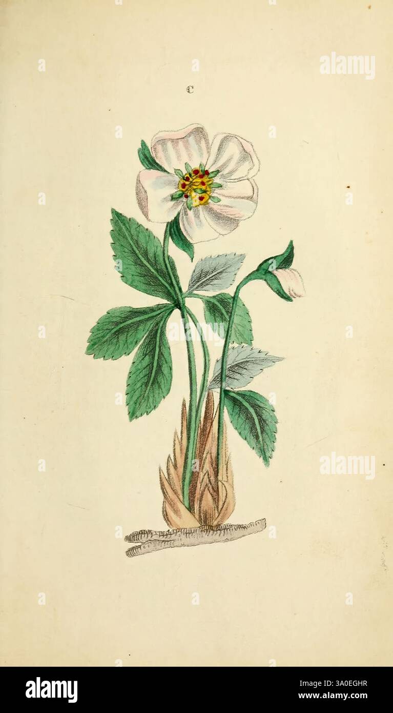 Flora und Thalia, oder Edelsteine der Blumen und Poesie: Ein alphabetisches Arrangement von Blumen, mit entsprechenden poetischen Illustrationen, verziert mit farbigen Tafeln. Von einer Dame. Hinzu kommt eine botanische Beschreibung der verschiedenen Teile einer Blume und das Zifferblatt der Blumen Philadelphia, Carey, Lea und Blanchard, 1836. Blumen in der Literatur, der New York Botanical Garden, Botanik, Helleborus niger, Weihnachtsrose, schwarzer Helleborus, der New York Botanical Garden, Eine zarte Illustration einer blühenden Pflanze, zeigt eine markante Blüte mit weißen Blütenblättern, die eine zentrale Gruppe von Gelbtönen umgeben Stockfoto