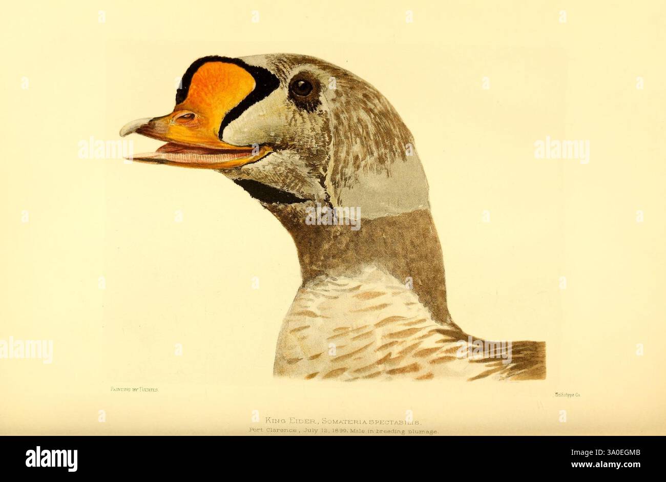 Harriman Alaska, Washington, 1910-1914, Alaska, Naturgeschichte, wissenschaftliche Expeditionen, Vögel, König Eider, Somateria Spectabilis, Eine detaillierte Darstellung eines Vogels mit einem markanten, langgezogenen Hals, gekennzeichnet durch komplizierte Federmuster in Grau- und Brauntönen. Der Kopf des Vogels ist nach oben gedreht und zeigt einen markanten orangefarbenen und gelben Fleck auf der Rechnung, der leicht offen ist und möglicherweise stimmlich ist. Das Auge ist scharf definiert, was das ausdrucksstarke Verhalten des Vogels verstärkt. Dieses Kunstwerk fängt die Schönheit und Einzigartigkeit der Art ein und betont ihre markanten Merkmale und natürliche Elega Stockfoto Harriman Alaska, Washington, 1910-1914, Alaska, Naturgeschichte, wissenschaftliche Expeditionen, Vögel, König Eider, Somateria Spectabilis, Eine detaillierte Darstellung eines Vogels mit einem markanten, langgezogenen Hals, gekennzeichnet durch komplizierte Federmuster in Grau- und Brauntönen. Der Kopf des Vogels ist nach oben gedreht und zeigt einen markanten orangefarbenen und gelben Fleck auf der Rechnung, der leicht offen ist und möglicherweise stimmlich ist. Das Auge ist scharf definiert, was das ausdrucksstarke Verhalten des Vogels verstärkt. Dieses Kunstwerk fängt die Schönheit und Einzigartigkeit der Art ein und betont ihre markanten Merkmale und natürliche Elega Stockfoto