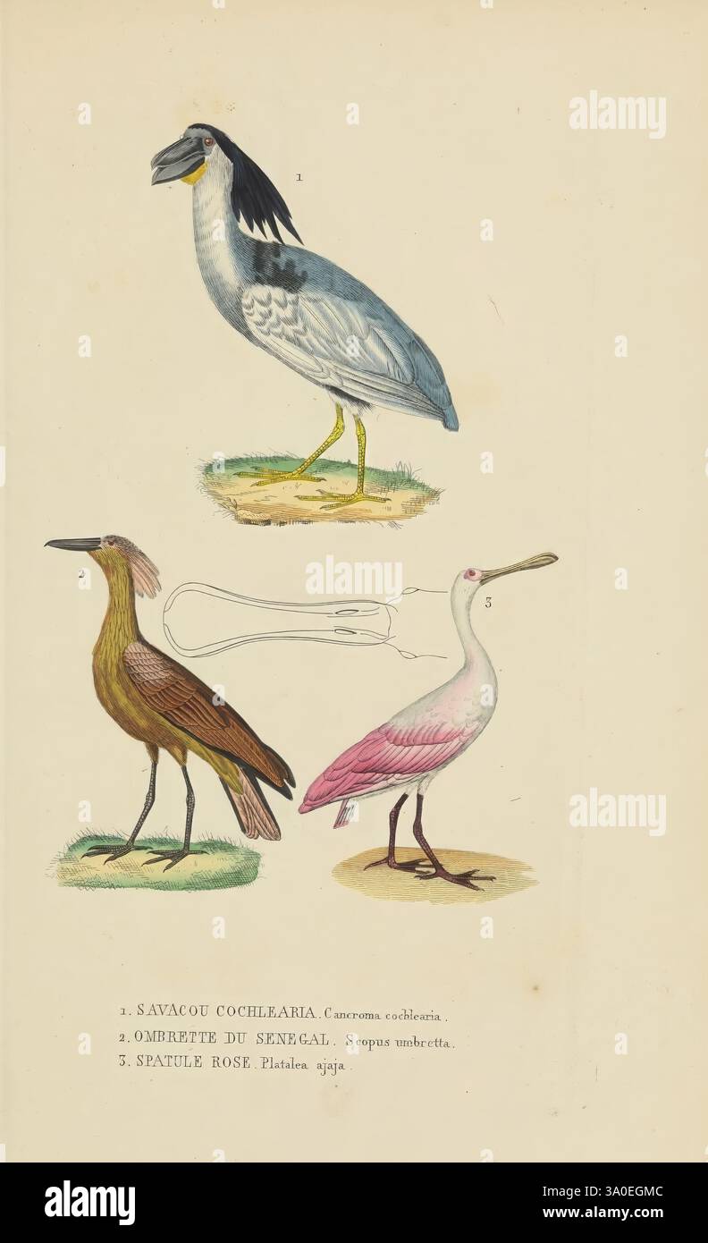 Dictionnaire classique des Sciences naturelles Brussels Meline Cans et CE 1853 Naturhistorischen Wörterbüchern, die Abbildung zeigt drei verschiedene Vogelarten nebeneinander, jede mit ihren wissenschaftlichen Namen gekennzeichnet. Der erste Vogel, dargestellt mit einem auffälligen blau-grauen Gefieder und langen Beinen, wird als eine in Feuchtgebieten heimische Art identifiziert. Der zweite Vogel zeigt erdige Töne, einschließlich Braun und Braun, gekennzeichnet durch seinen langen Hals und eine etwas gebeugte Haltung, die wahrscheinlich für die Futtersuche in Sumpfgebieten geeignet ist. Der dritte Vogel ist bekannt für seine eleganten weißen und rosa Farbtöne Stockfoto