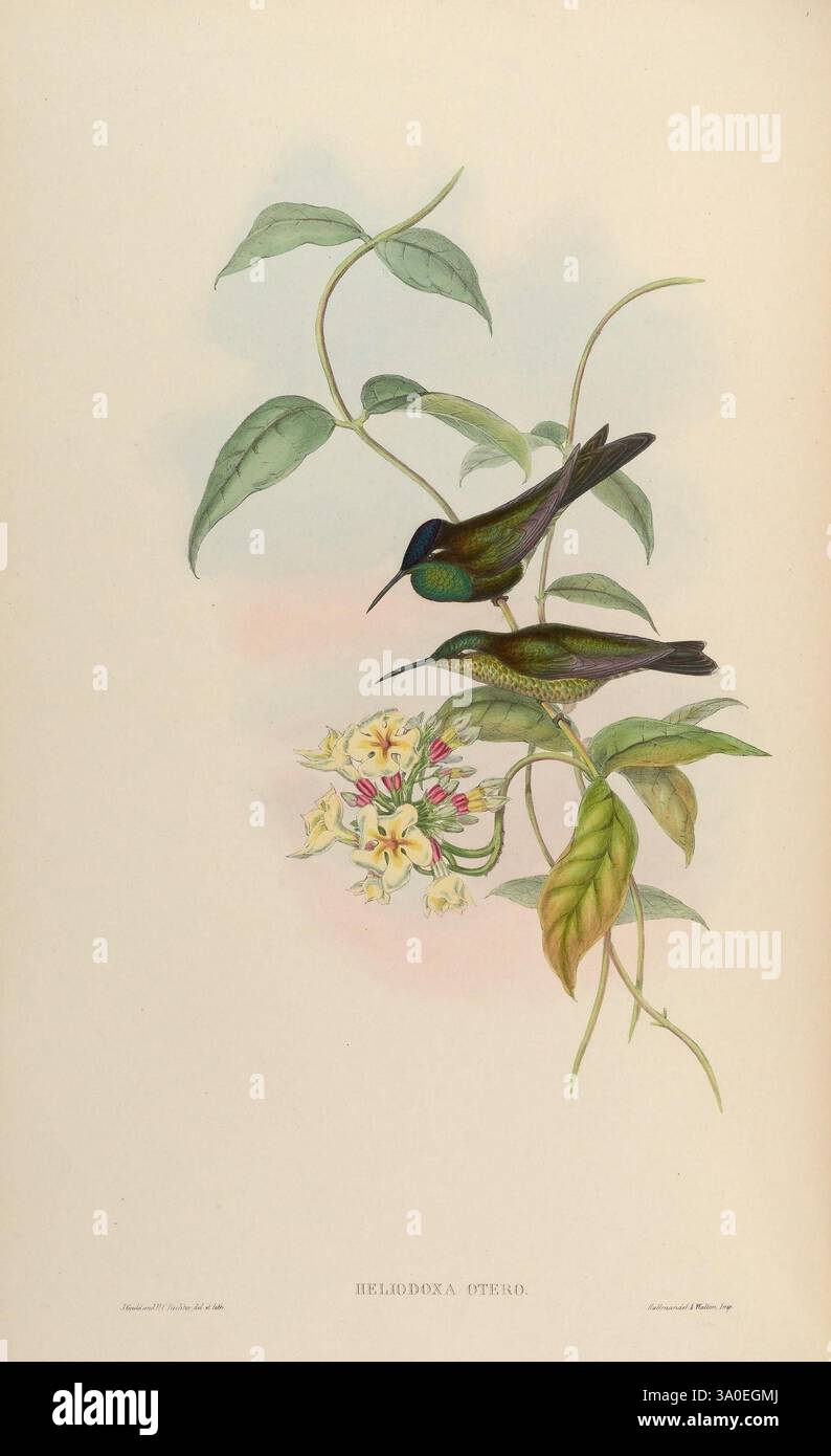 Eine Monografie der Trochilidae, oder Familie der Kolibri, London, gedruckt von Taylor und Francis, 1861 [d. h. 1849-1861]. Kolibris, Heliodoxa leadbeateri, Violett-Brilliant, Otero, Eine lebendige Darstellung von zwei Kolibris, die zwischen üppig grünen Blättern thront, vor einem weichen, zarten Hintergrund. Die Vögel zeigen ein auffälliges, schillerndes Gefieder mit grünen Tönen und Blautönen auf dem Kopf. Sie befinden sich in der Nähe von Blütenbündeln, die der Szene einen Hauch von Farbe und Kontrast verleihen. Die komplizierten Details des Laubs und der Blumenelemente sind hochgradig Stockfoto