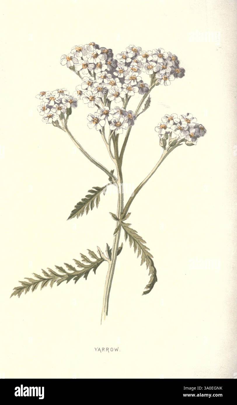 Vertraut, wild, Blumen, Figuren und beschrieben, und, Company, Limited, 1878, Blumen, Achillea, Millefolium, Eine zarte Illustration der Schafgarbe, mit kleinen weißen Blüten mit gelben Mittelpunkten, die auf schmalen grünen Stielen thronen. Das Laub besteht aus fein geteilten, gefiederten Blättern, die eine satte grüne Farbe aufweisen. Die komplizierten Details der Pflanze werden sorgfältig präsentiert und heben die kontrastierenden Texturen der Blumen und Blätter hervor, während der Hintergrund weich und unauffällig bleibt, was die visuelle Attraktivität dieser botanischen Darstellung unterstreicht. Stockfoto