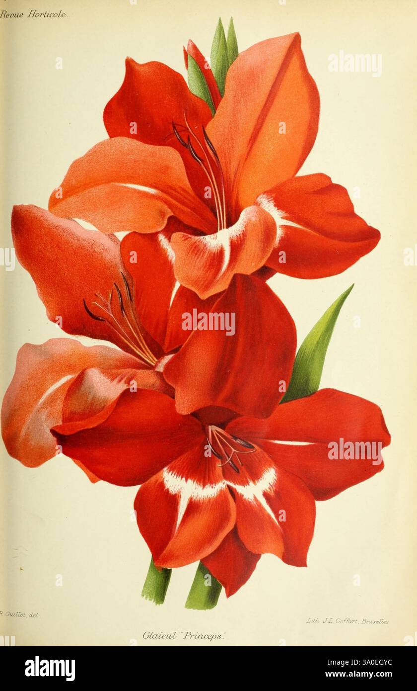 Revue horticole Paris Librairie agricole de la maison rustique 1829-1974 France Gardening Gartenbau-Zeitschriften, zwei leuchtend rote Blumen zeigen ihre üppigen, samtigen Blütenblätter und sorgen für eine beeindruckende visuelle Wirkung. Jede Blüte hat einen zarten welligen Rand und eine Farbabstufung, die von tiefem Karmesinrot in der Mitte bis zu helleren Tönen in Richtung der Spitzen reicht. Die Blüten werden durch dünne grüne Blätter ergänzt, die einen frischen Kontrast bieten und die dynamischen Formen und Texturen der Blüten betonen. Diese Komposition strahlt ein Gefühl von Eleganz und Vitalität aus und zelebriert die Schönheit der Natur in vollem Umfang Stockfoto