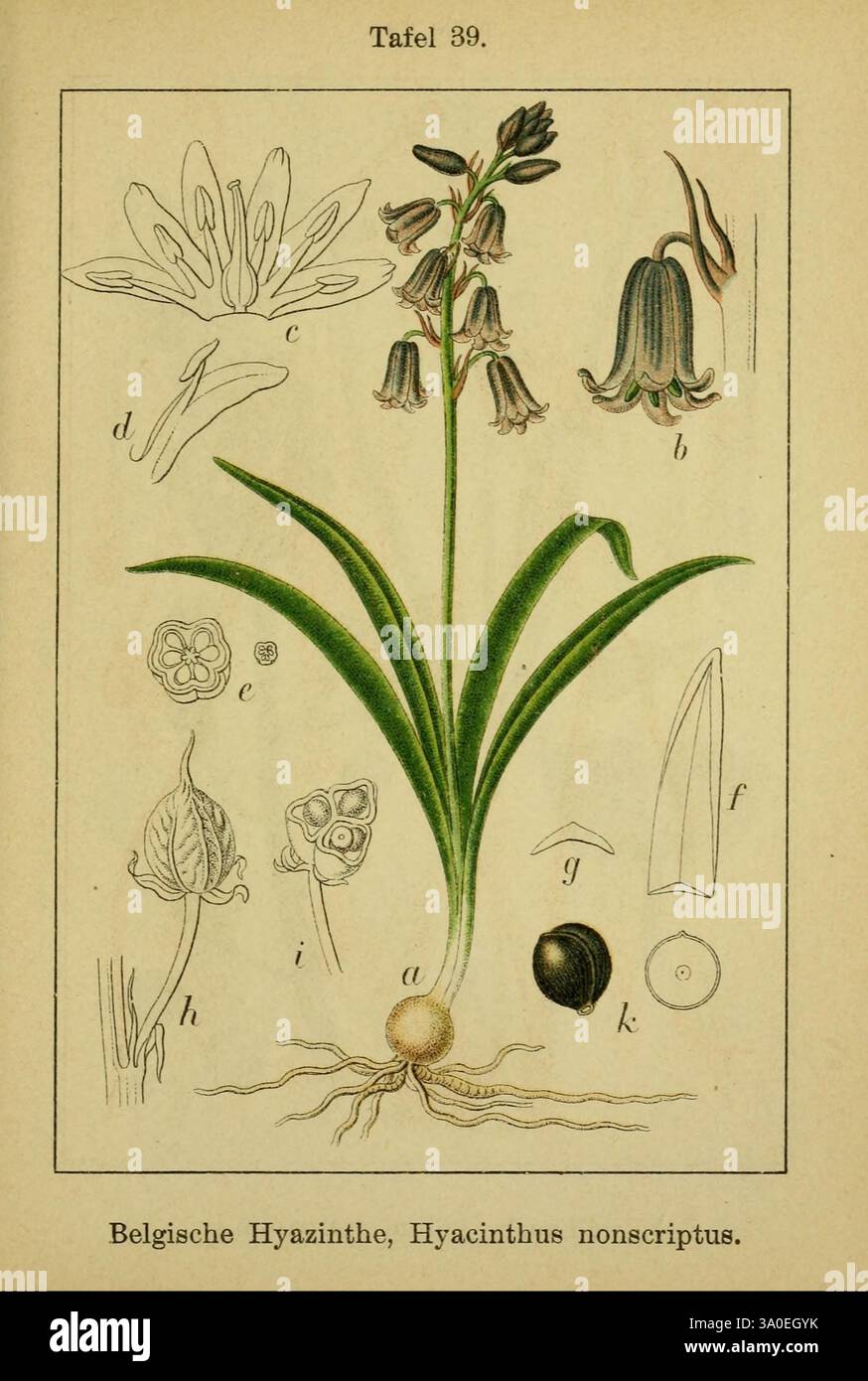 Pflanze Der See 10 Buchstaben J. Sturms Flora von Deutschland, Stuttgart, K. G. Lutz, 1900-1907