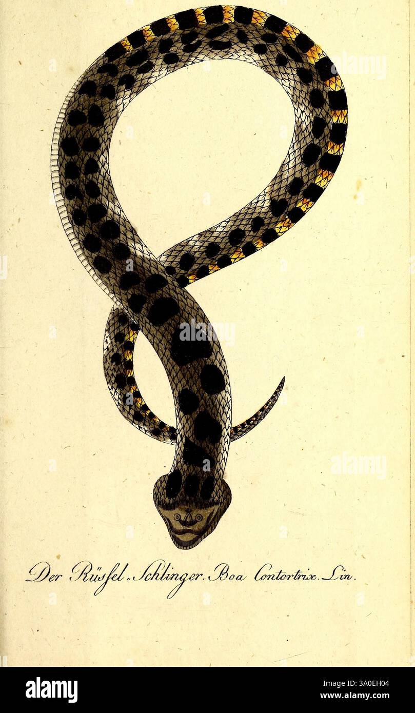 Getreue Abbildungen Naturhistorische Gegenstände Hinsicht Bechsteins Kurzgefasst Gemeinnützige Naturgeschichte in- und Ausland Nürnberg in der Schneider und Weigelschen Kunst- und Buchhandlung 1793-1809 Naturhistorische Bildwerke Reptile, Eine wunderschön illustrierte Darstellung einer Schlange, die sich durch ihre länglich gewundene Form in eleganter Weise windet. Die Schuppen des Reptils sind detailreich und zeigen ein auffälliges Muster aus kräftigen schwarzen Flecken auf einem helleren Hintergrund, ergänzt durch goldene Farbtöne am Körper. Der Kopf der Schlange ist prominent displa Stockfoto