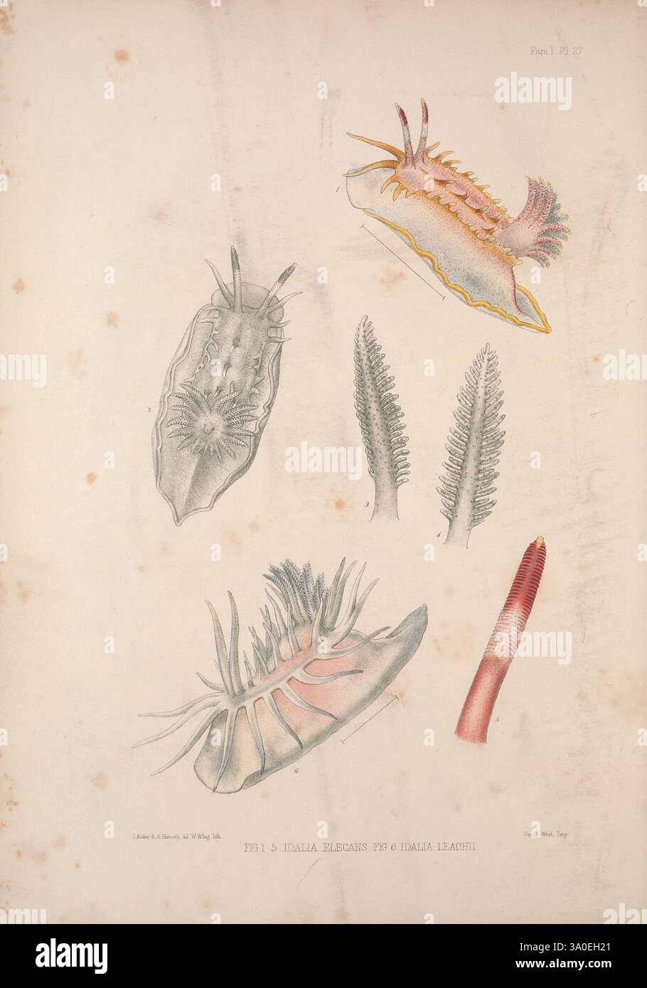 Eine Monografie des britischen Nacktschlechtums Mollusca, London, 1845-1910, Großbritannien, Mollusken, nudibranchia, die Illustration zeigt eine Vielzahl von lebendigen Meereslebewesen und hebt die komplizierten Details mehrerer Nacktschnecken hervor, die farbenfrohe Meeresschnecken sind, die für ihre auffälligen Muster und Formen bekannt sind. Jedes Exemplar wird mit präzisen anatomischen Merkmalen dargestellt, die ihre einzigartigen Texturen, Tentakeln und Kiemen betonen. Die Nacktschnecken sind so positioniert, dass sie ihre verschiedenen Formen zeigen, von flachen Körpern bis hin zu verzierten Anhängen. Das Kunstwerk fängt das Wesen dieses faszinierenden Wesens ein Stockfoto Eine Monografie des britischen Nacktschlechtums Mollusca, London, 1845-1910, Großbritannien, Mollusken, nudibranchia, die Illustration zeigt eine Vielzahl von lebendigen Meereslebewesen und hebt die komplizierten Details mehrerer Nacktschnecken hervor, die farbenfrohe Meeresschnecken sind, die für ihre auffälligen Muster und Formen bekannt sind. Jedes Exemplar wird mit präzisen anatomischen Merkmalen dargestellt, die ihre einzigartigen Texturen, Tentakeln und Kiemen betonen. Die Nacktschnecken sind so positioniert, dass sie ihre verschiedenen Formen zeigen, von flachen Körpern bis hin zu verzierten Anhängen. Das Kunstwerk fängt das Wesen dieses faszinierenden Wesens ein Stockfoto