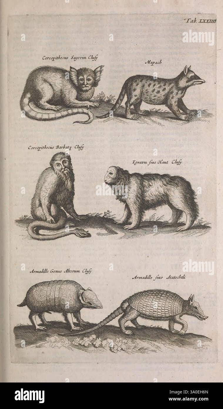 Historiae naturalis de quadrupedibus libri, Amstelodami, apud Ioannem Iacobi Fil. Schipper, MDCLVII [1657], Vögel, Tiere, Insekten, Schlangen, Zoologie, prälinneanische Werke, Eine Sammlung illustrierter Tiere mit verschiedenen Arten. Oben links ist eine Kreatur dargestellt, die einem kleinen Affen ähnelt und markante Gesichtszüge und einen lockigen Schwanz aufweist. Daneben sticht ein schmales, geflecktes Tier, das eine Katze nachahmt, anmutig. Unten ist ein Primat mit einer robusten Konstruktion gezeigt, der mit seiner Umgebung in Berührung kommt, während daneben ein Langschwanzaffe in einer entspannten Haltung dargestellt wird. Unten rechts Stockfoto