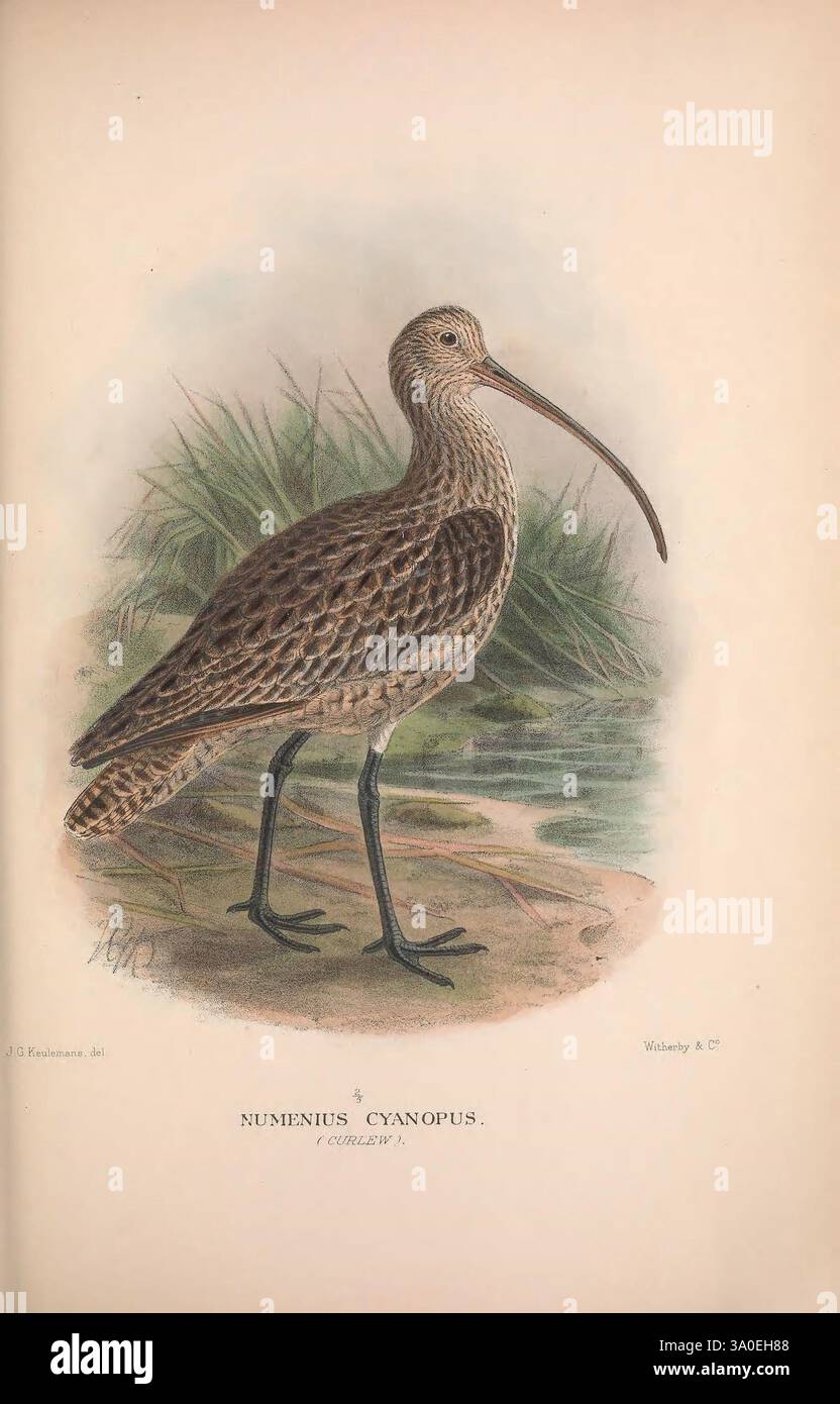 The Birds of Australia London Witherby & Co. 1910-1927 Australien Bibliographie Birds Australia Pictorial Works Bird Australia Mathews Gregory Mathews Ornithology, dargestellt ist eine detaillierte Abbildung eines Brachbruchs, identifiziert als Numenius cyanopus, der am Ufer eines Wasserkörpers steht. Der lange, schlanke, geschwungene Schnabel ist gut sichtbar und eignet sich perfekt zum Erkunden von Schlamm und Sand auf der Suche nach Nahrung. Das Gefieder ist in verschiedenen Braun- und Brauntönen gehalten, was einen Tarneffekt vor dem natürlichen Hintergrund von Gräsern und Wasser erzeugt. Die gestreckten Beine des Vogels sind teilweise unter Wasser, Emphas Stockfoto